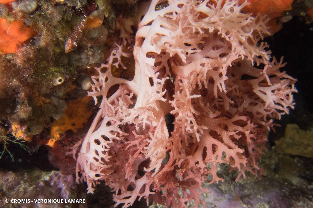 Platoma cyclocolpum