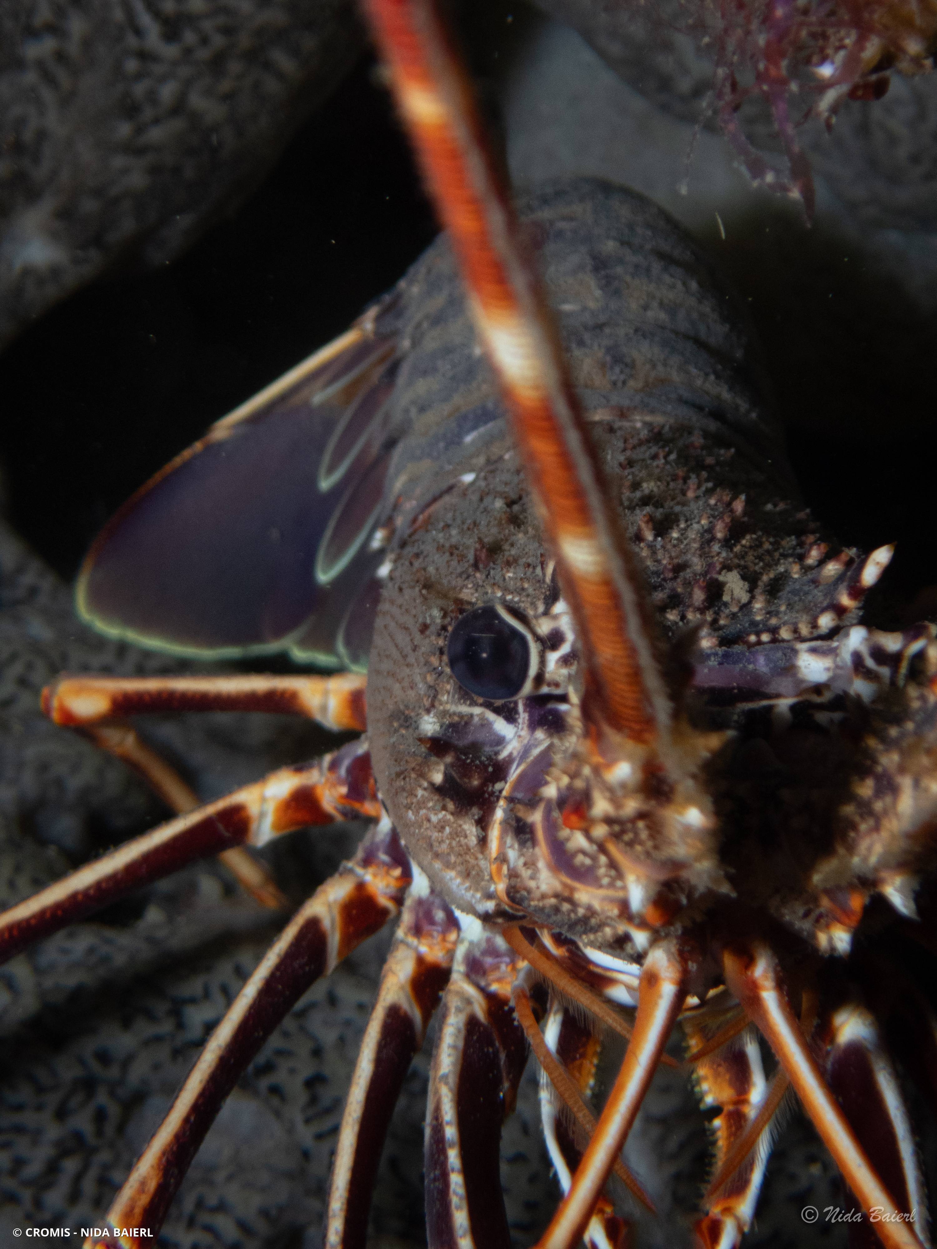 Langouste rouge