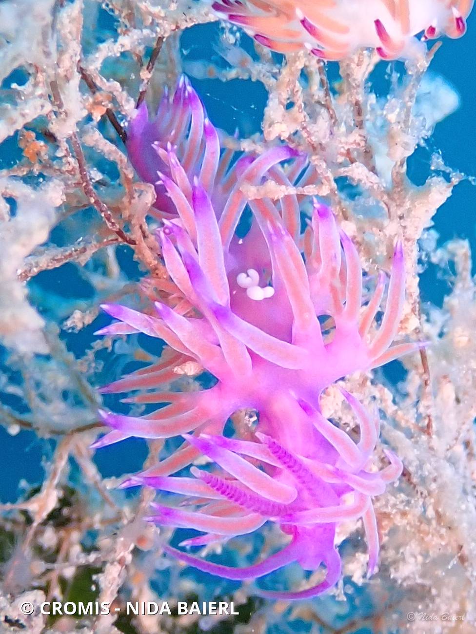 Copépodes endoparasites des nudibranches