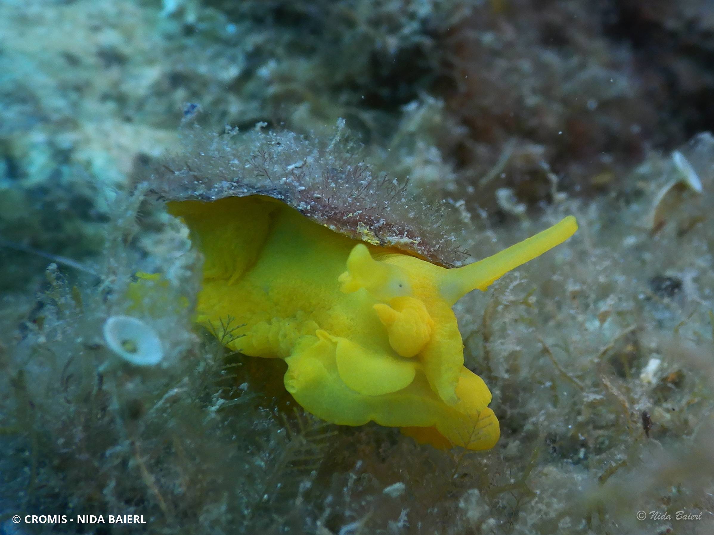 Tylodine jaune