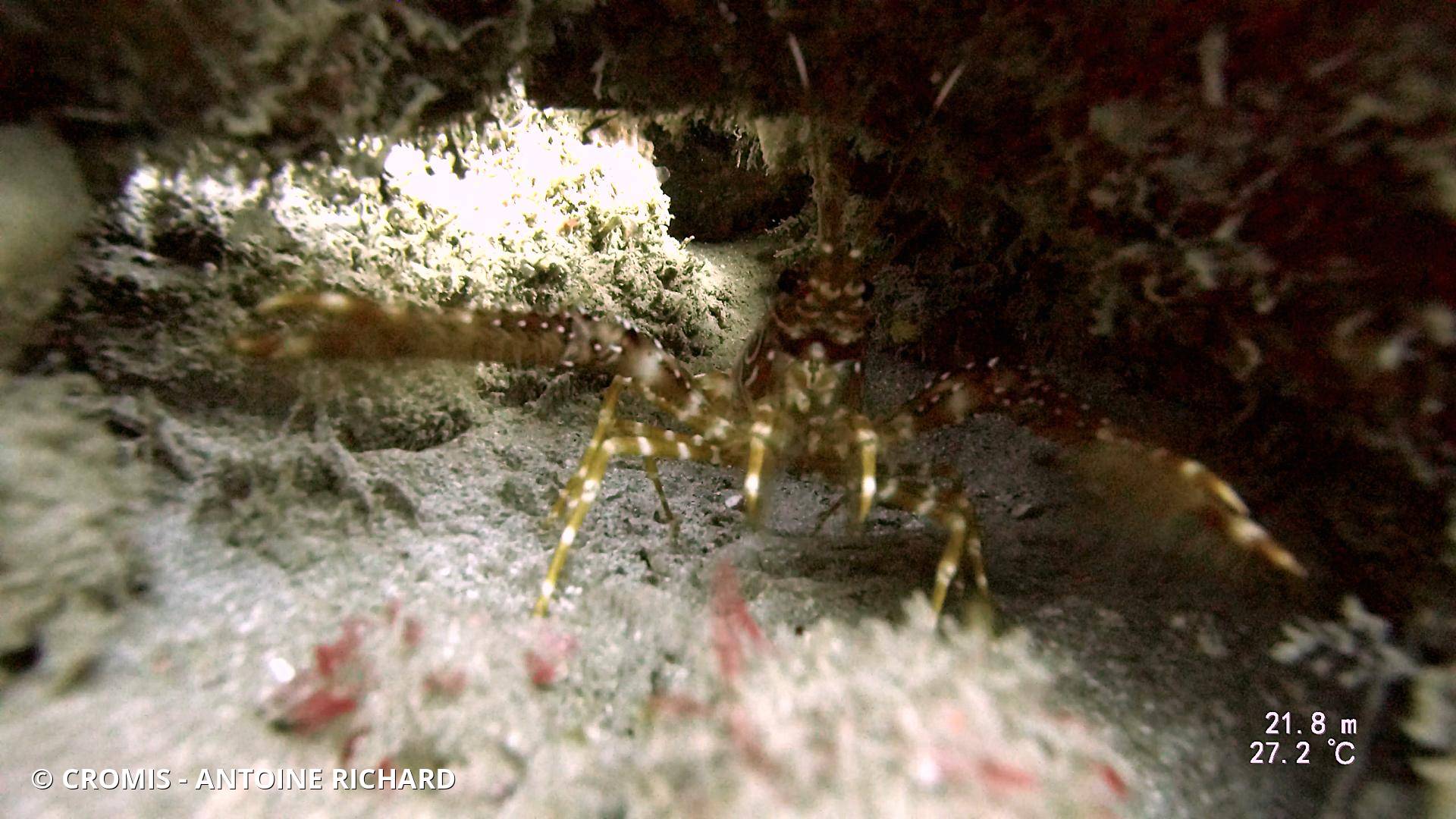 Langouste à bandes rouges