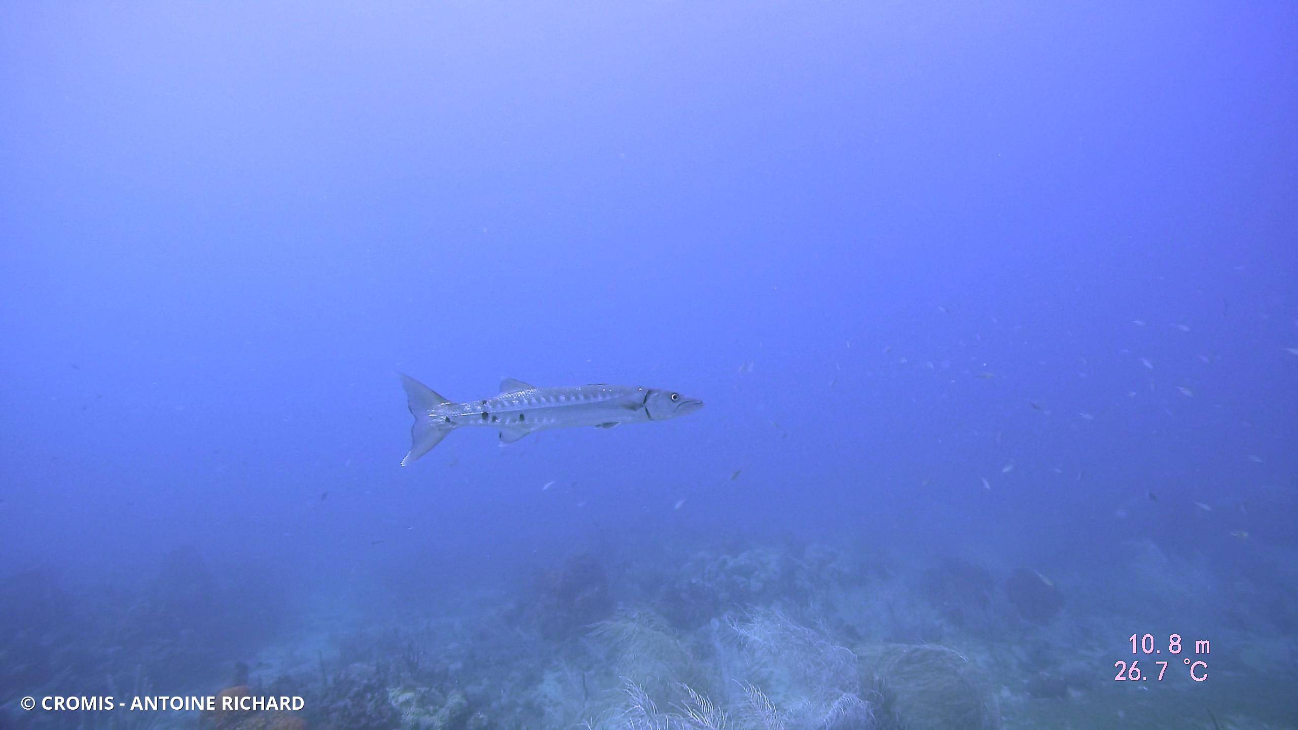 Grand barracuda