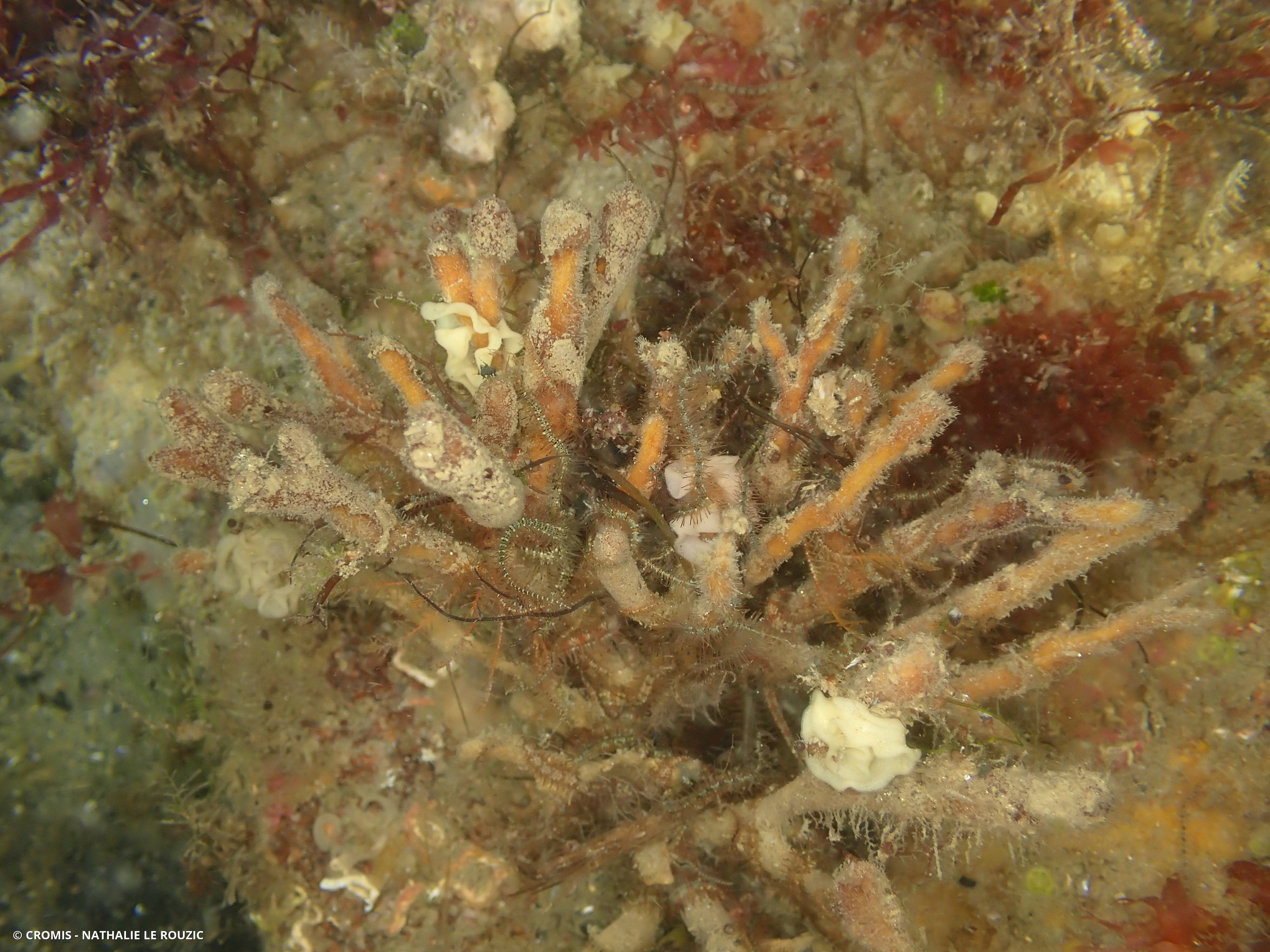 Adreus