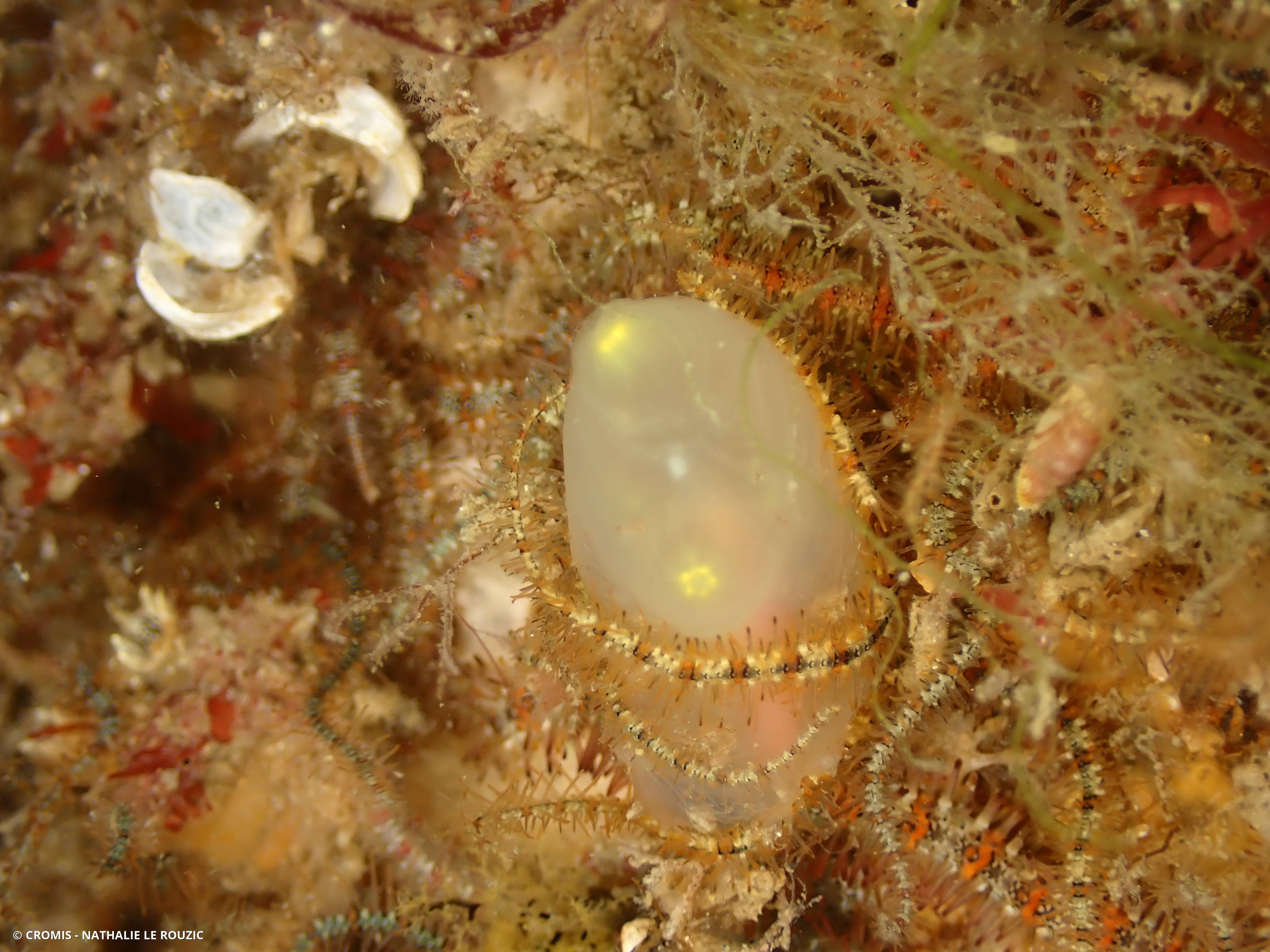 Cione intestinale
