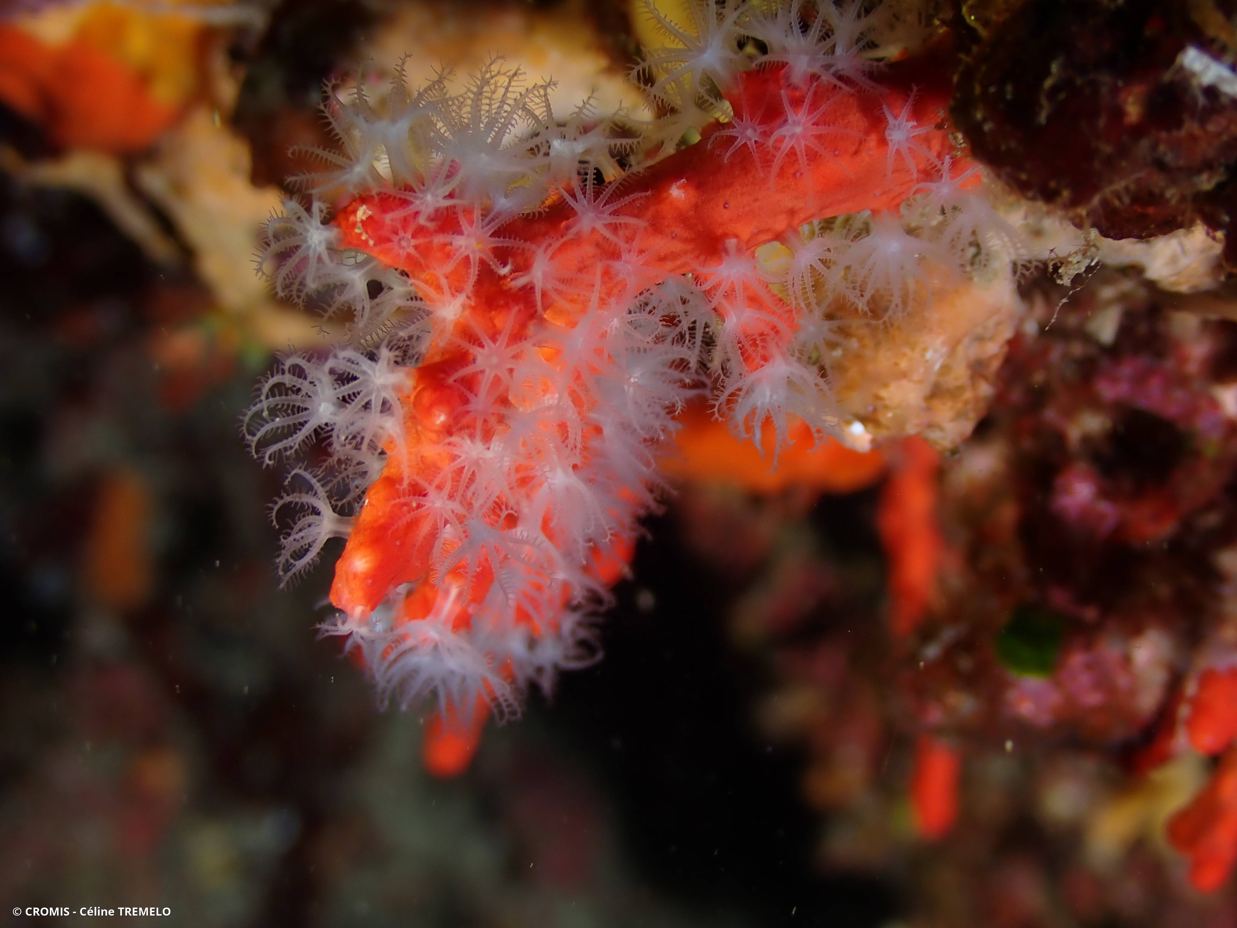 Corail rouge de Méditerranée