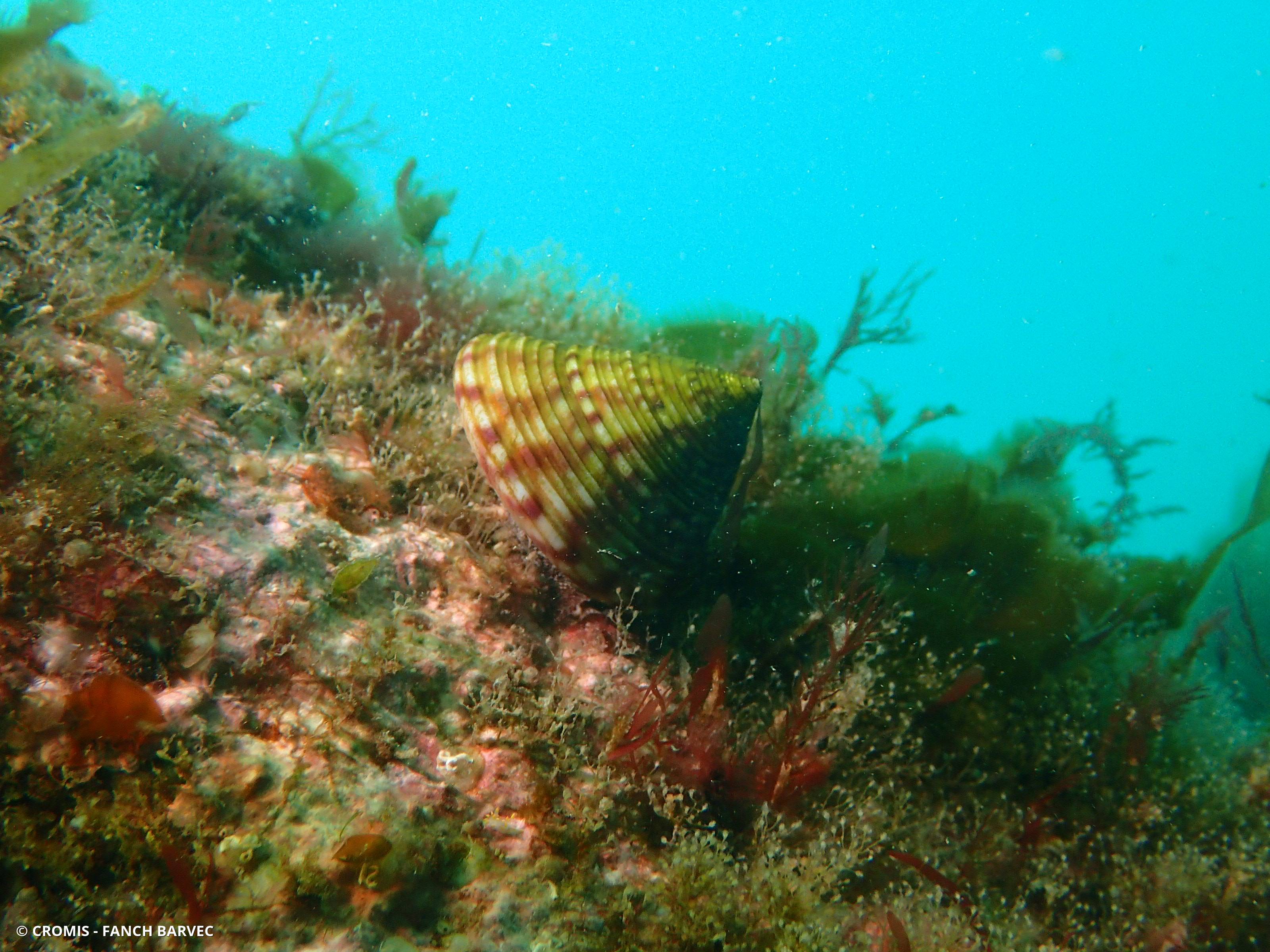Calliostome jujube