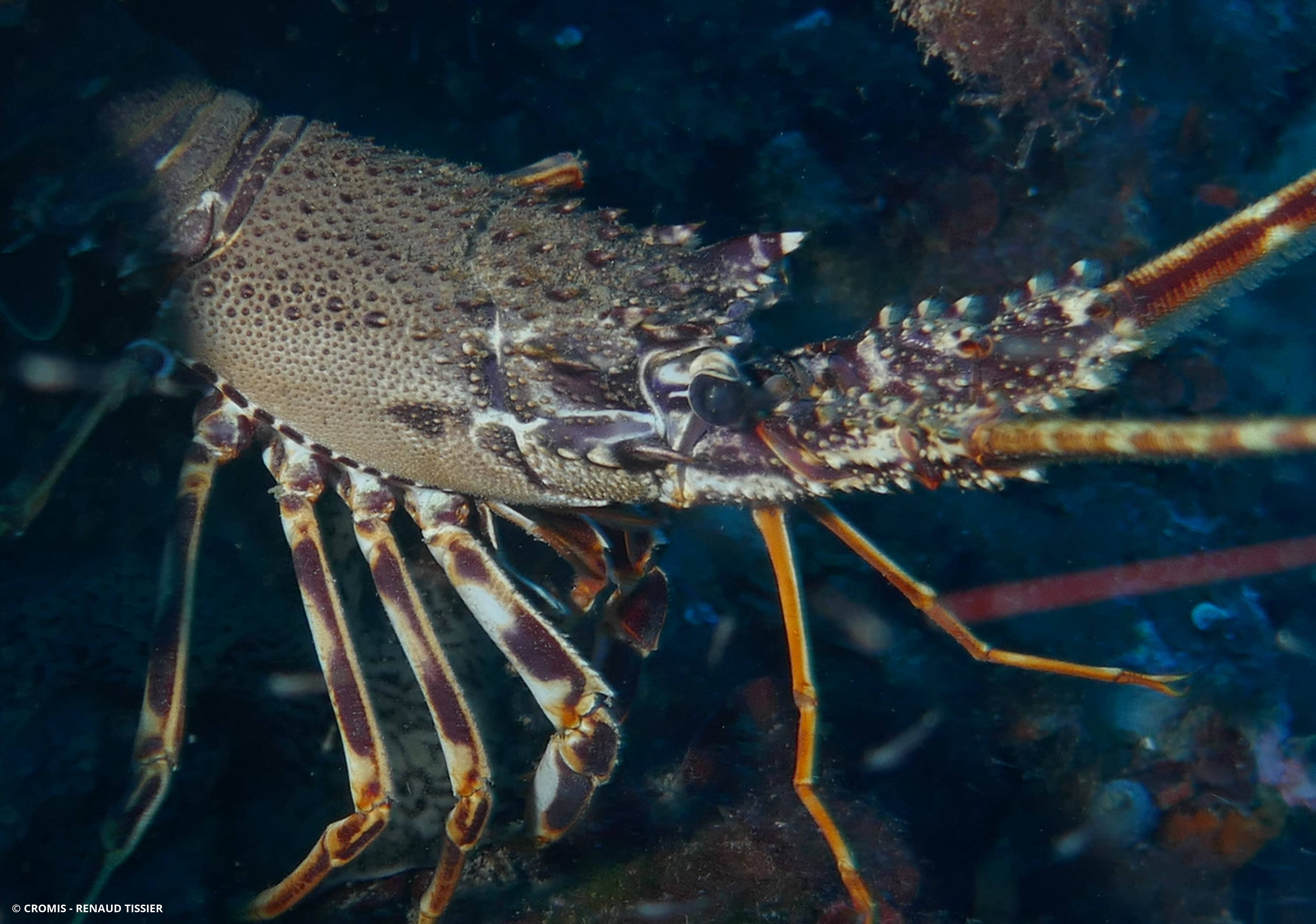 Langouste rouge