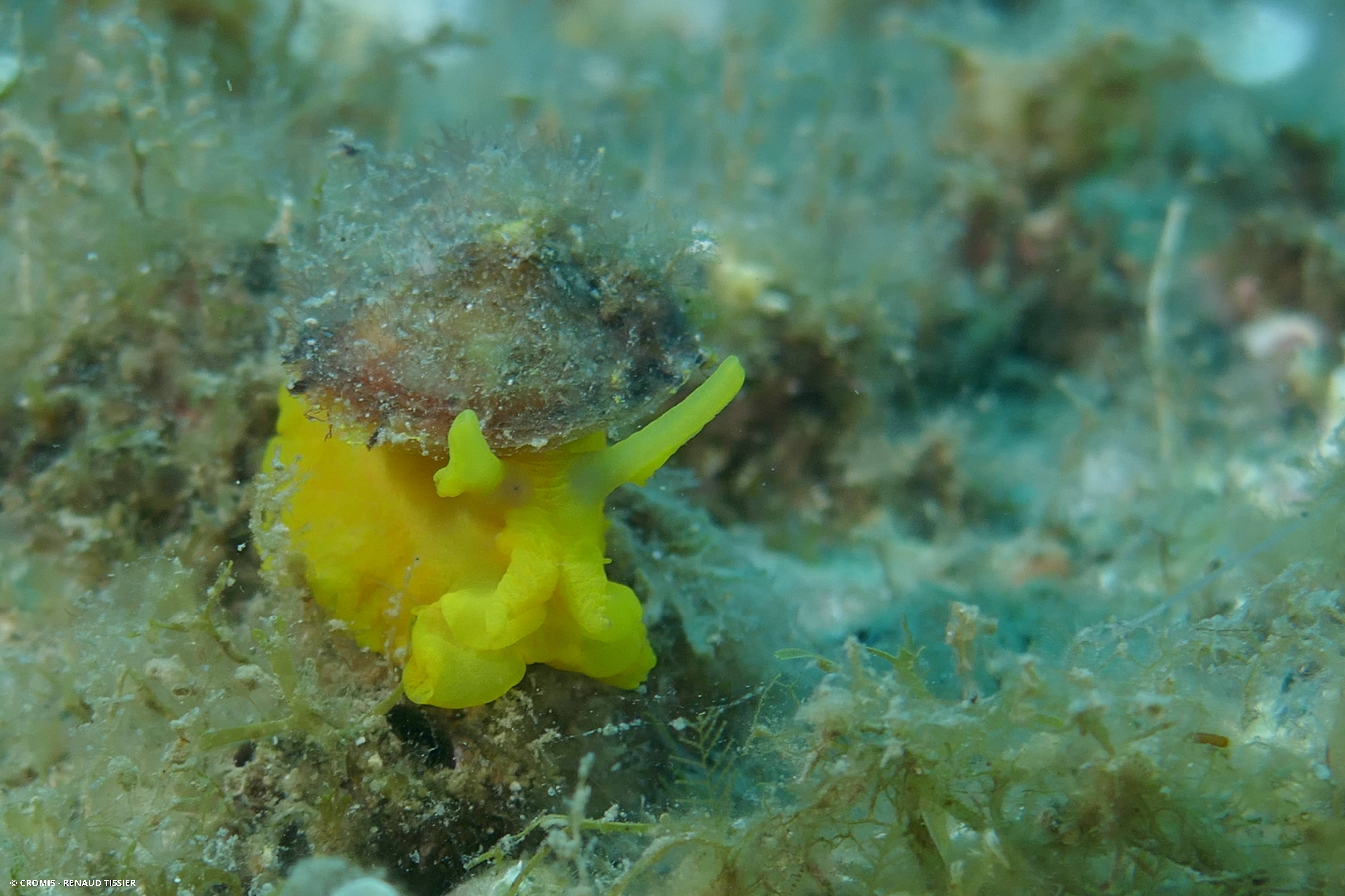 Tylodine jaune