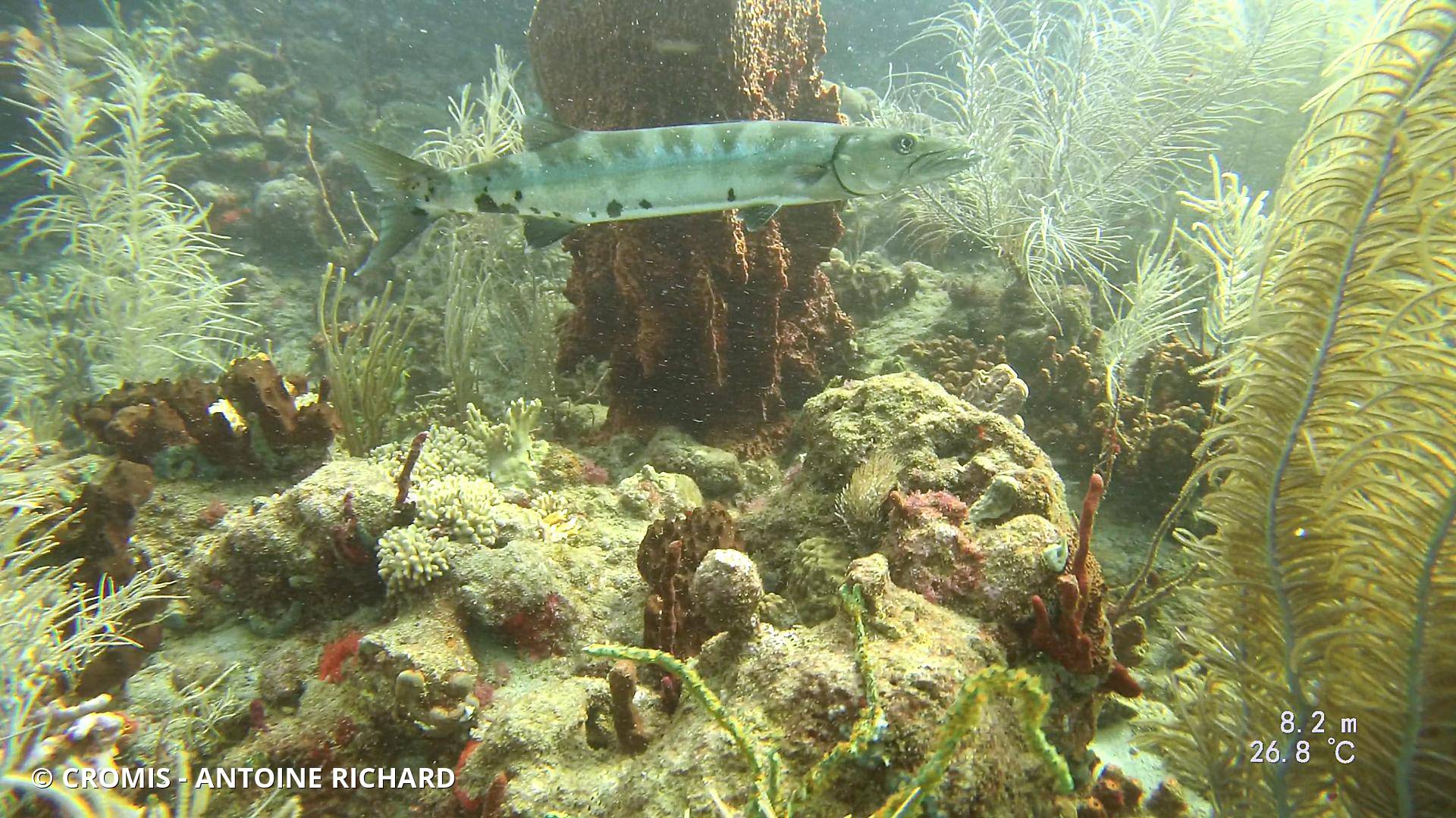 Grand barracuda