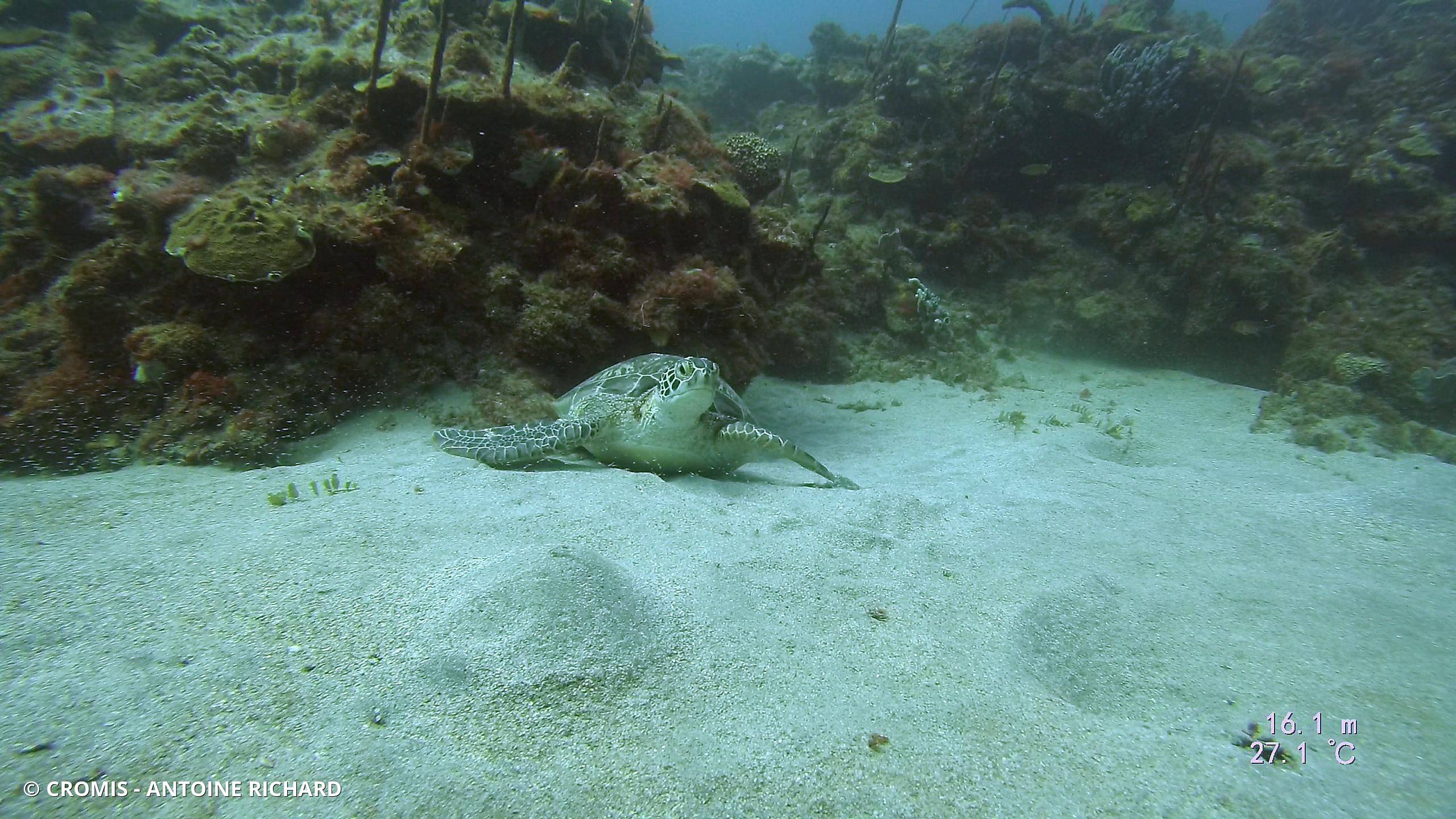 Tortue verte
