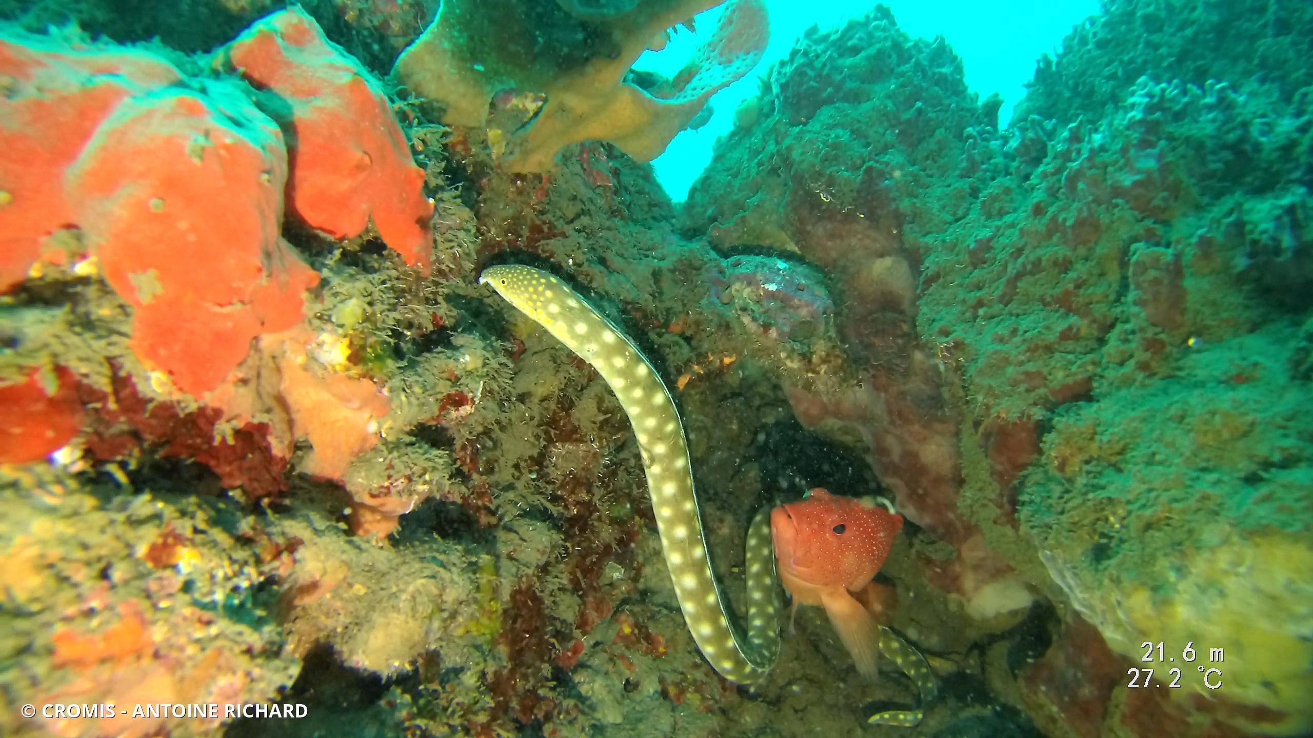 Serpentine dorée