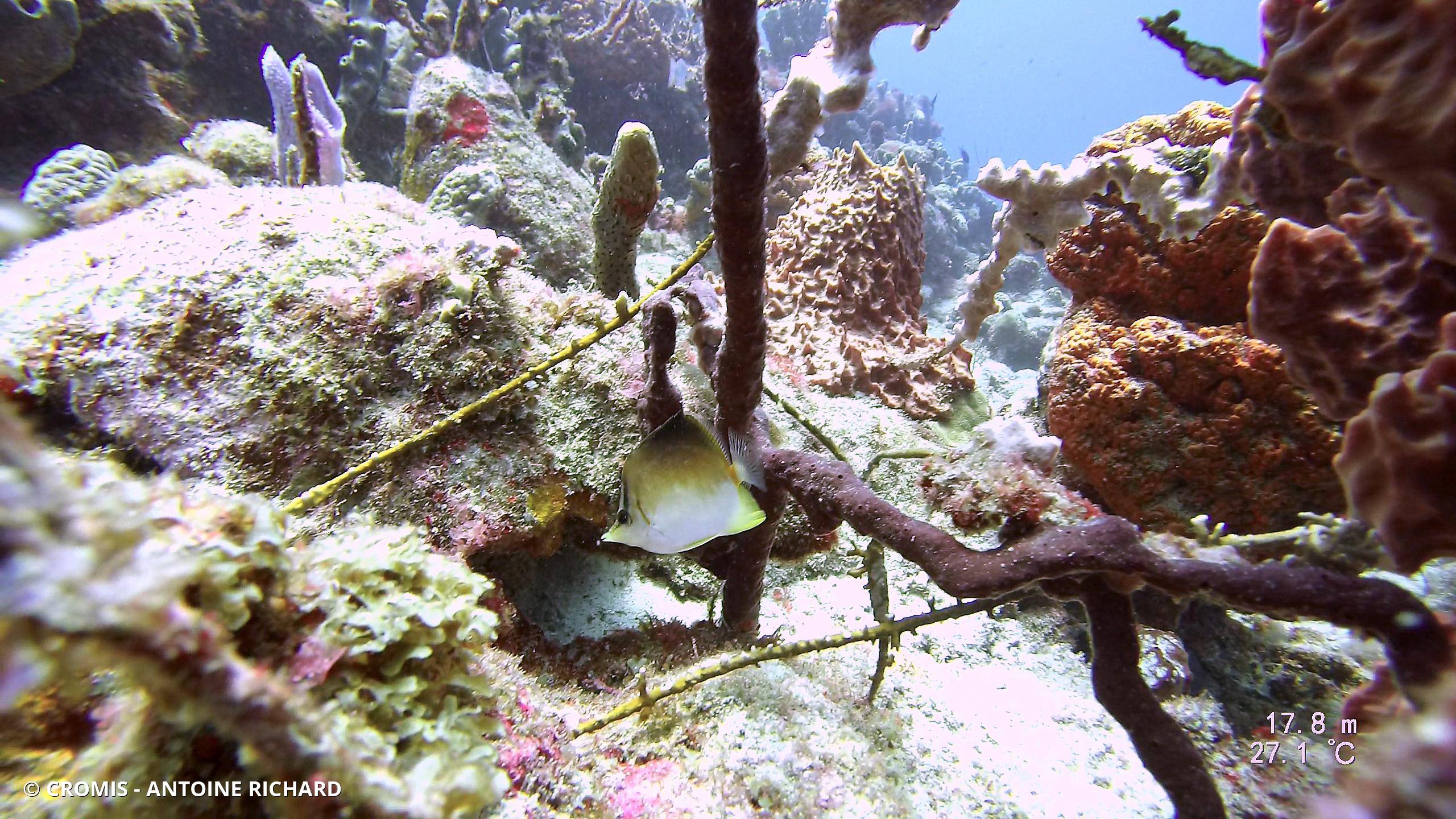 Papillon à bec des Caraïbes