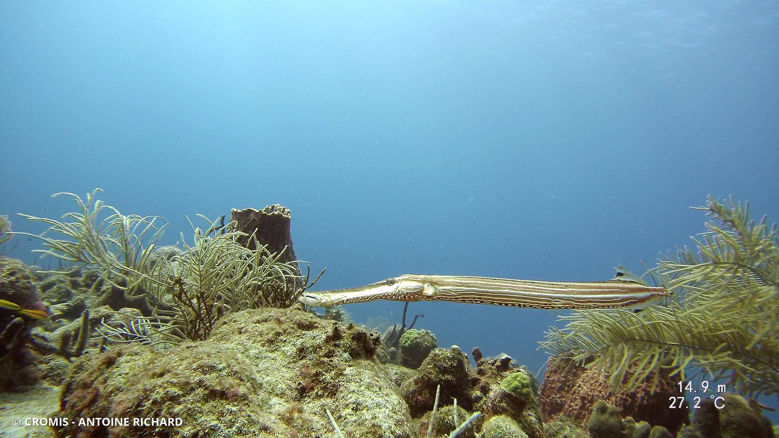 Poisson-trompette des Caraïbes