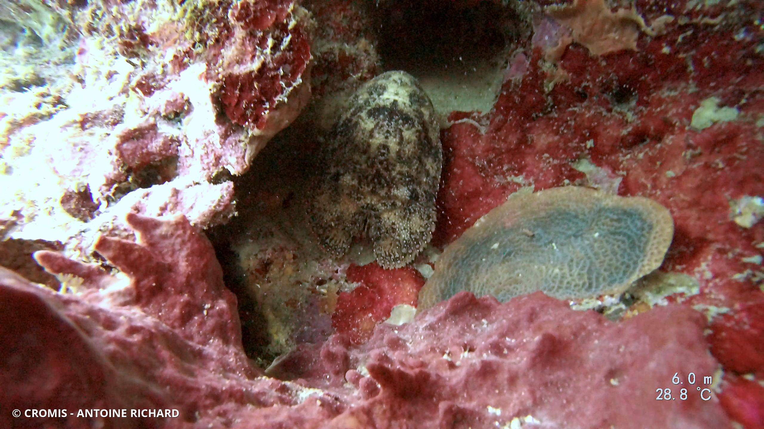 Cigale de mer sculptée