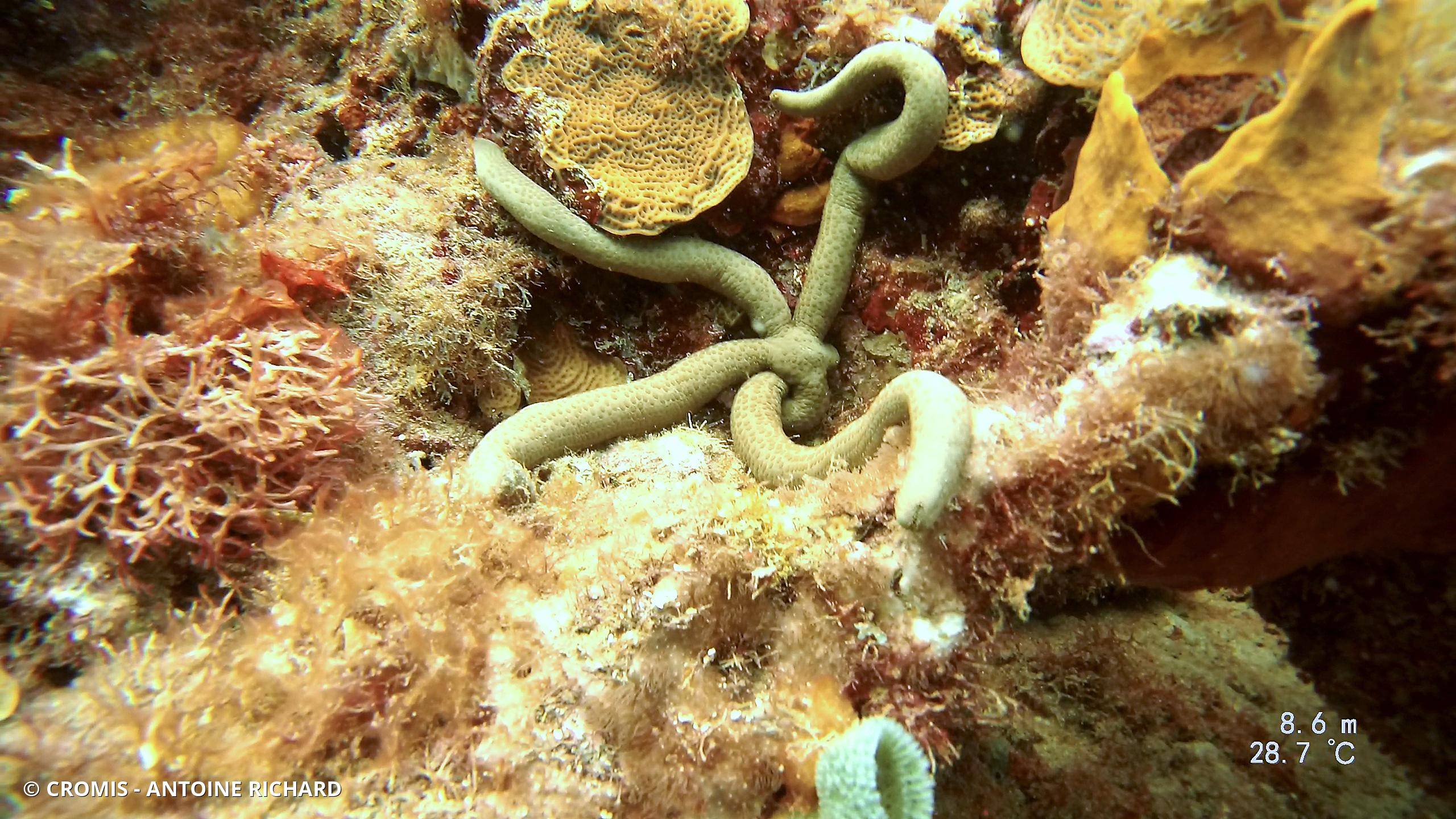 Etoile comète de Floride