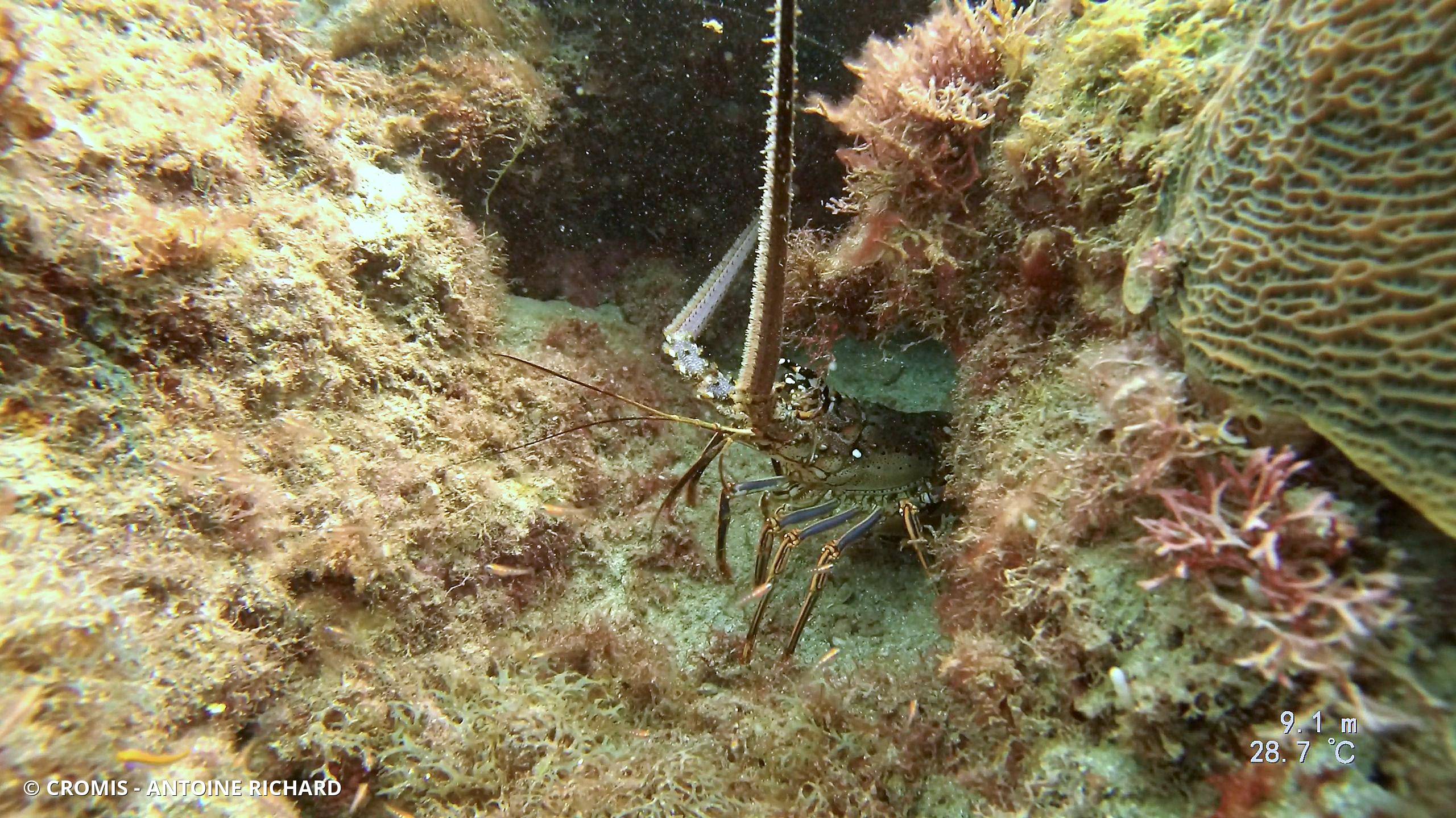 Langouste des Caraïbes