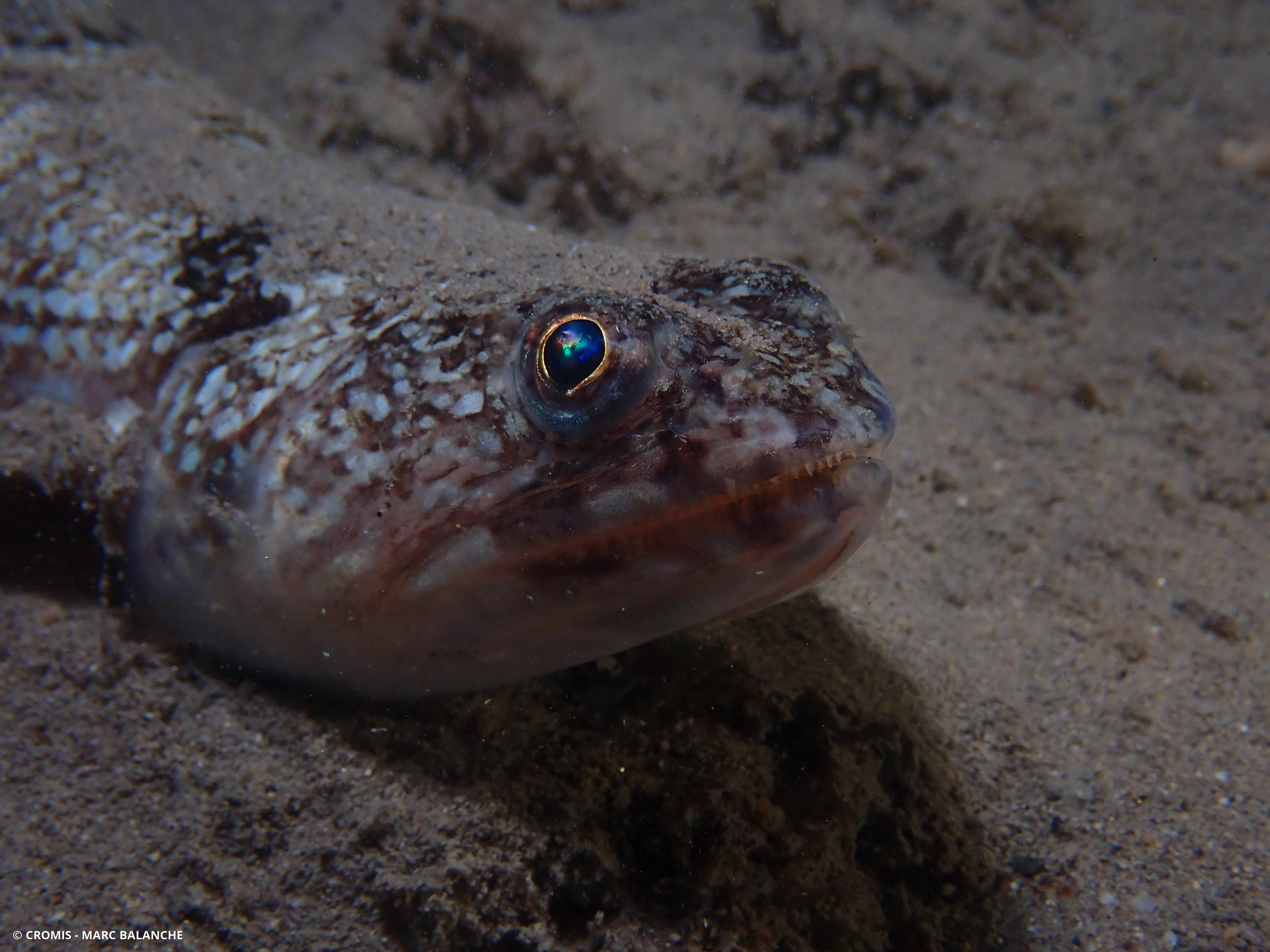 Poisson-lézard rayé