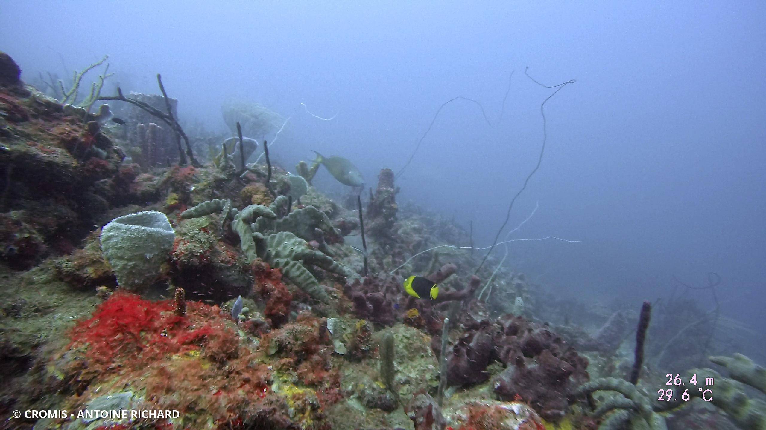 Ange des Caraïbes