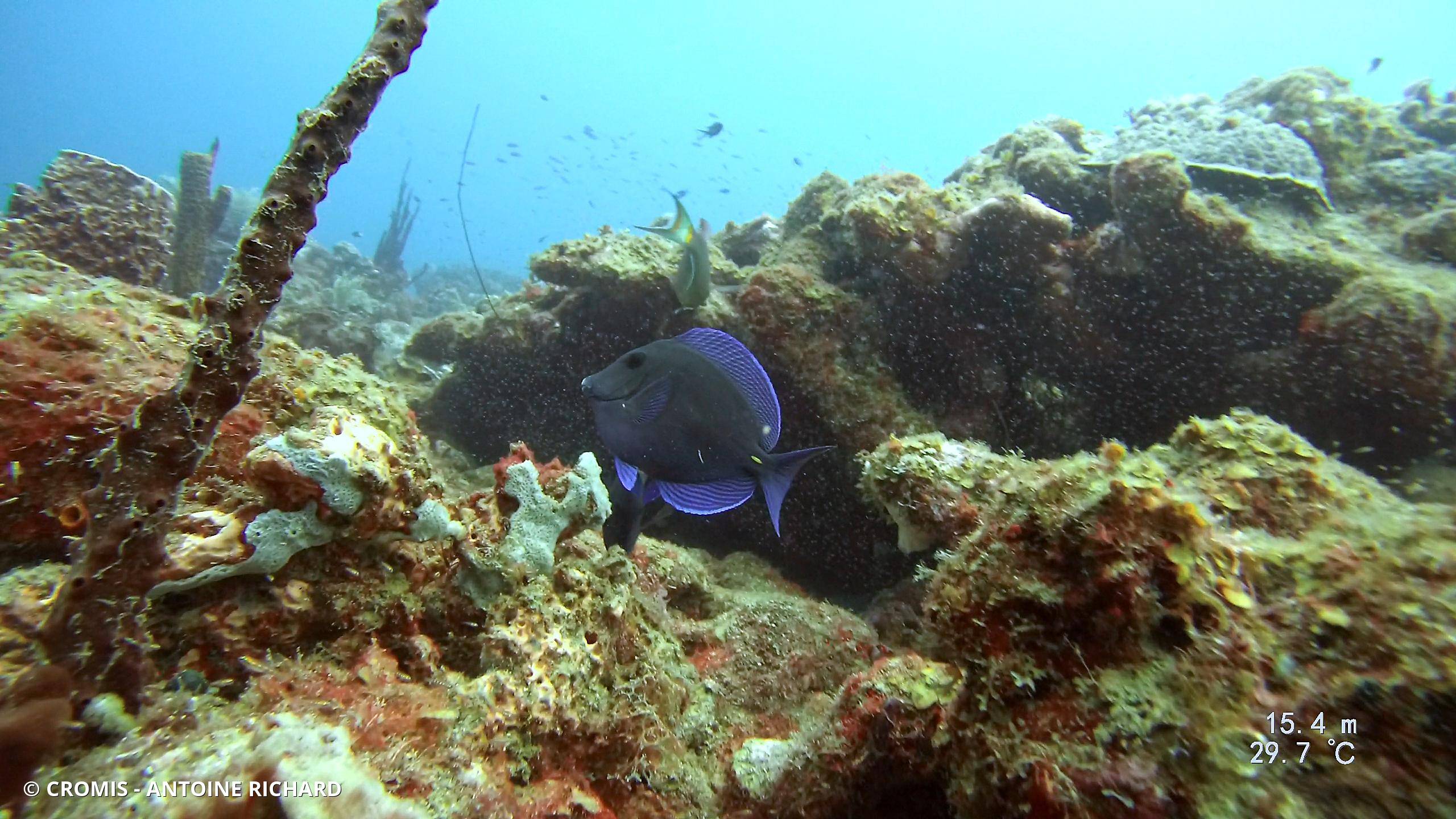 Photo 8 sur 38 : Chirurgien bleu