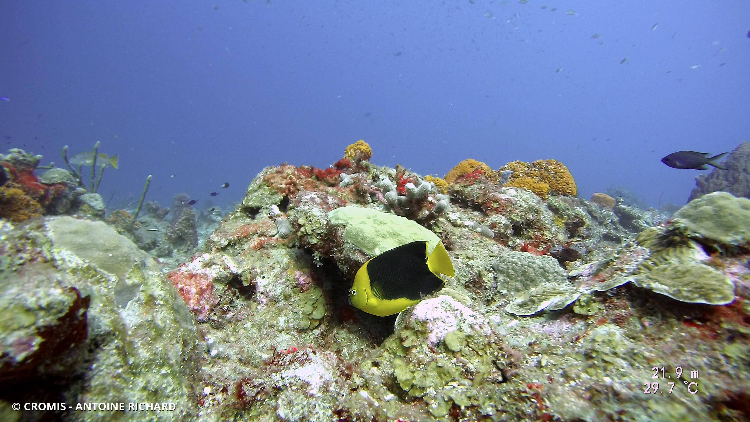 Ange des Caraïbes