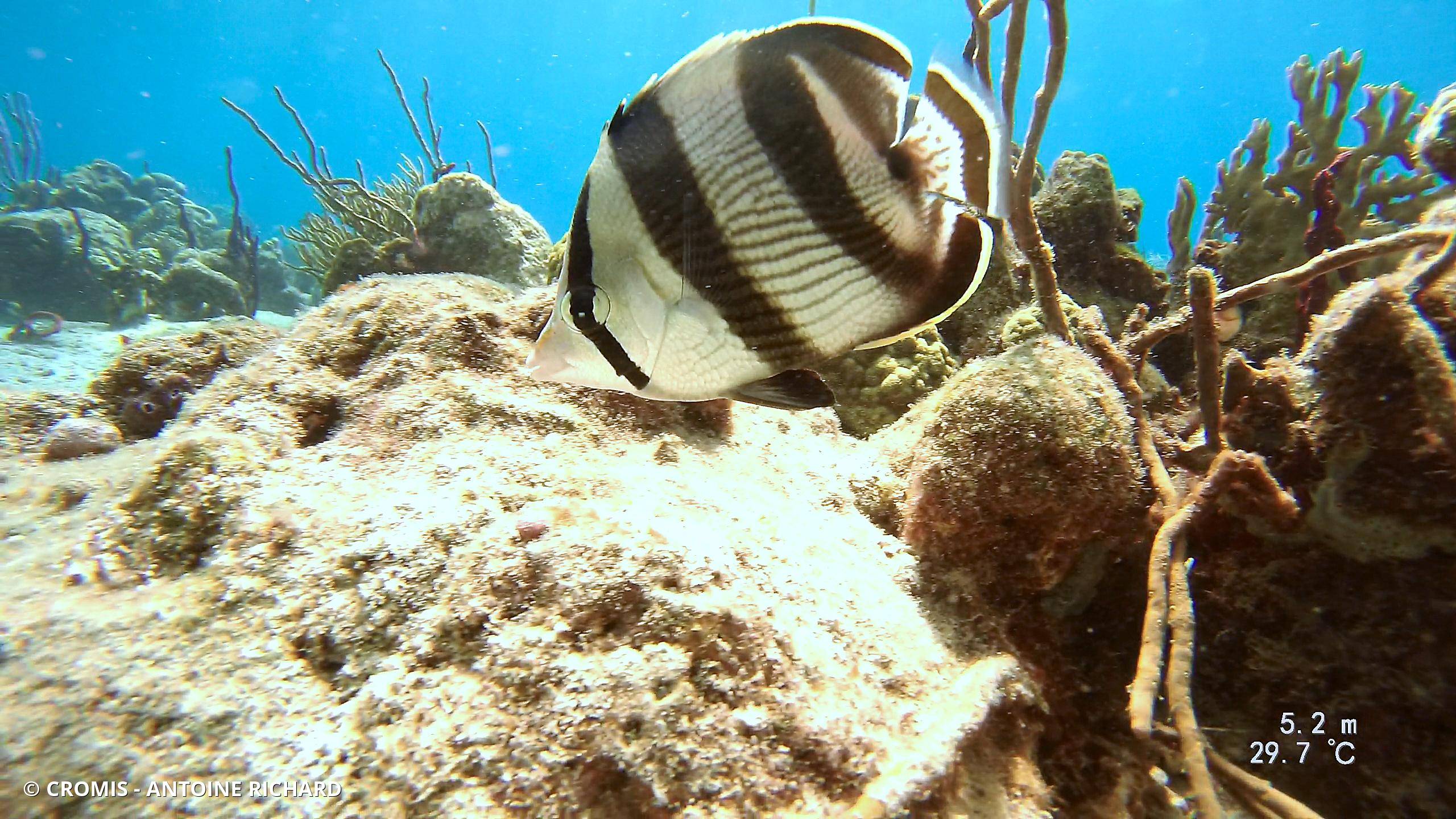Poisson-papillon strié