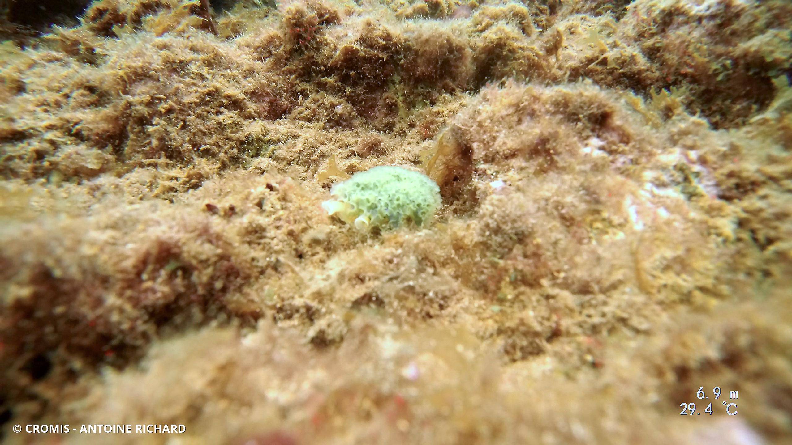 Limace de mer frisée