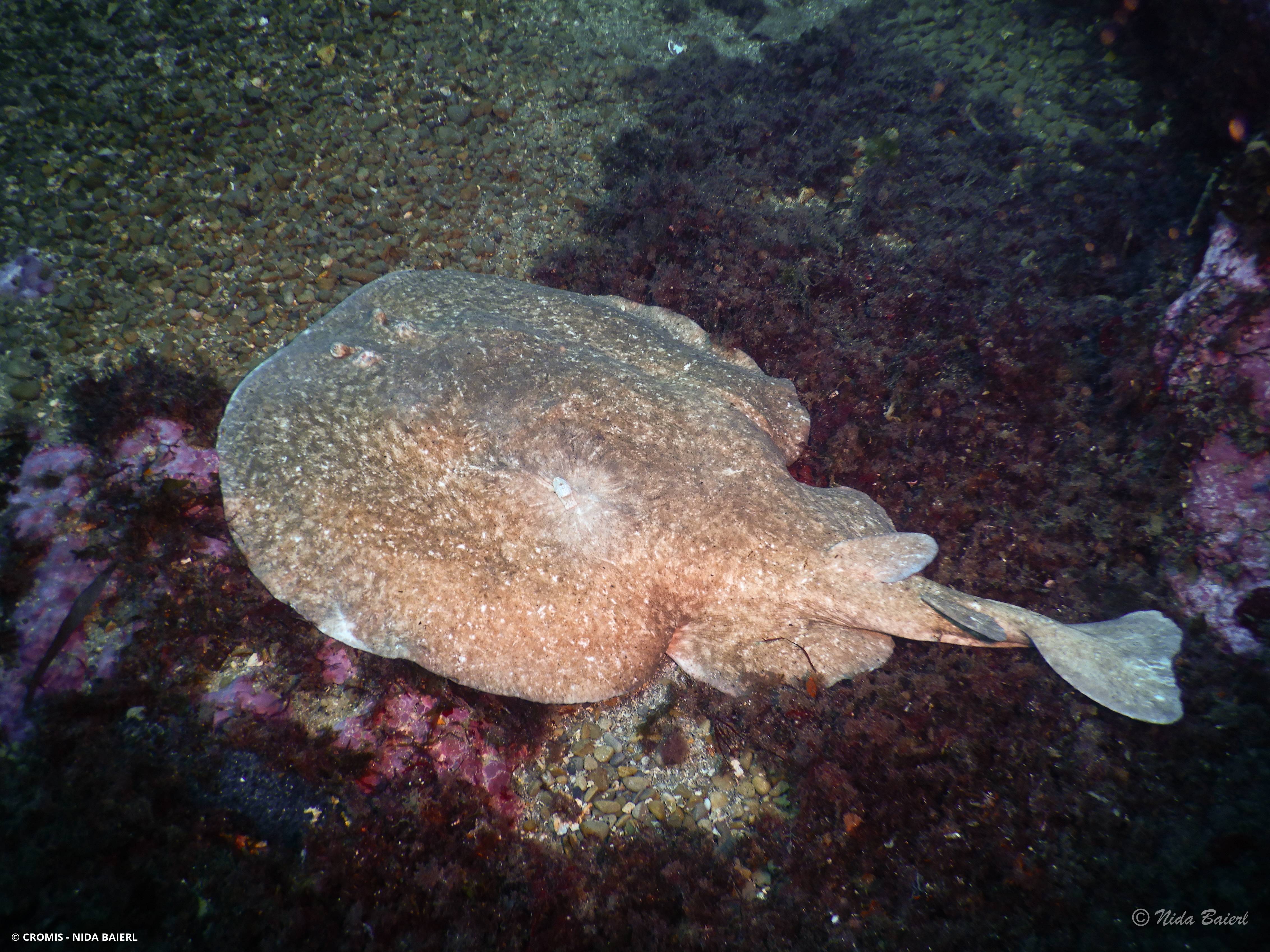 Torpille marbrée