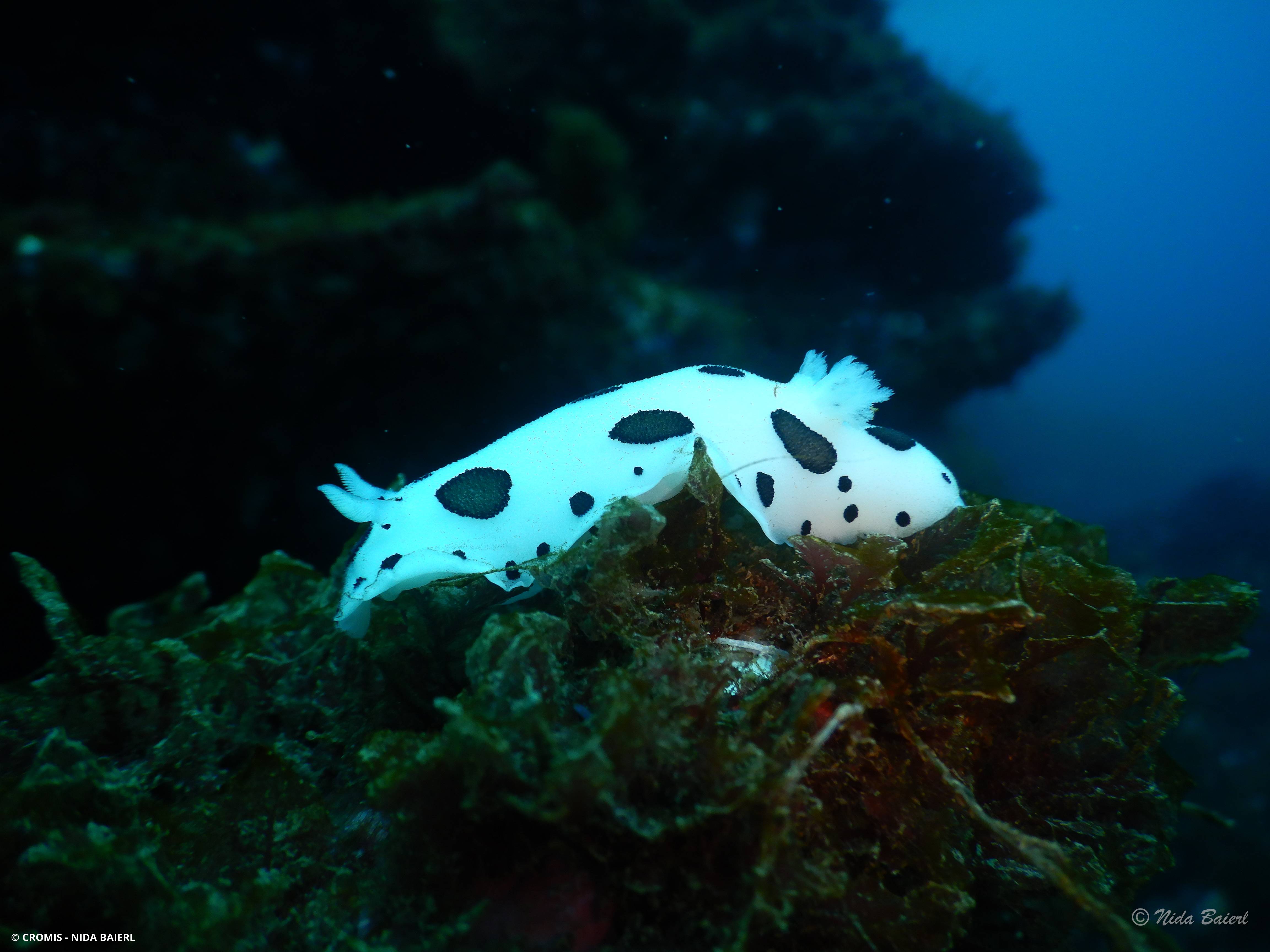 Doris dalmatienne