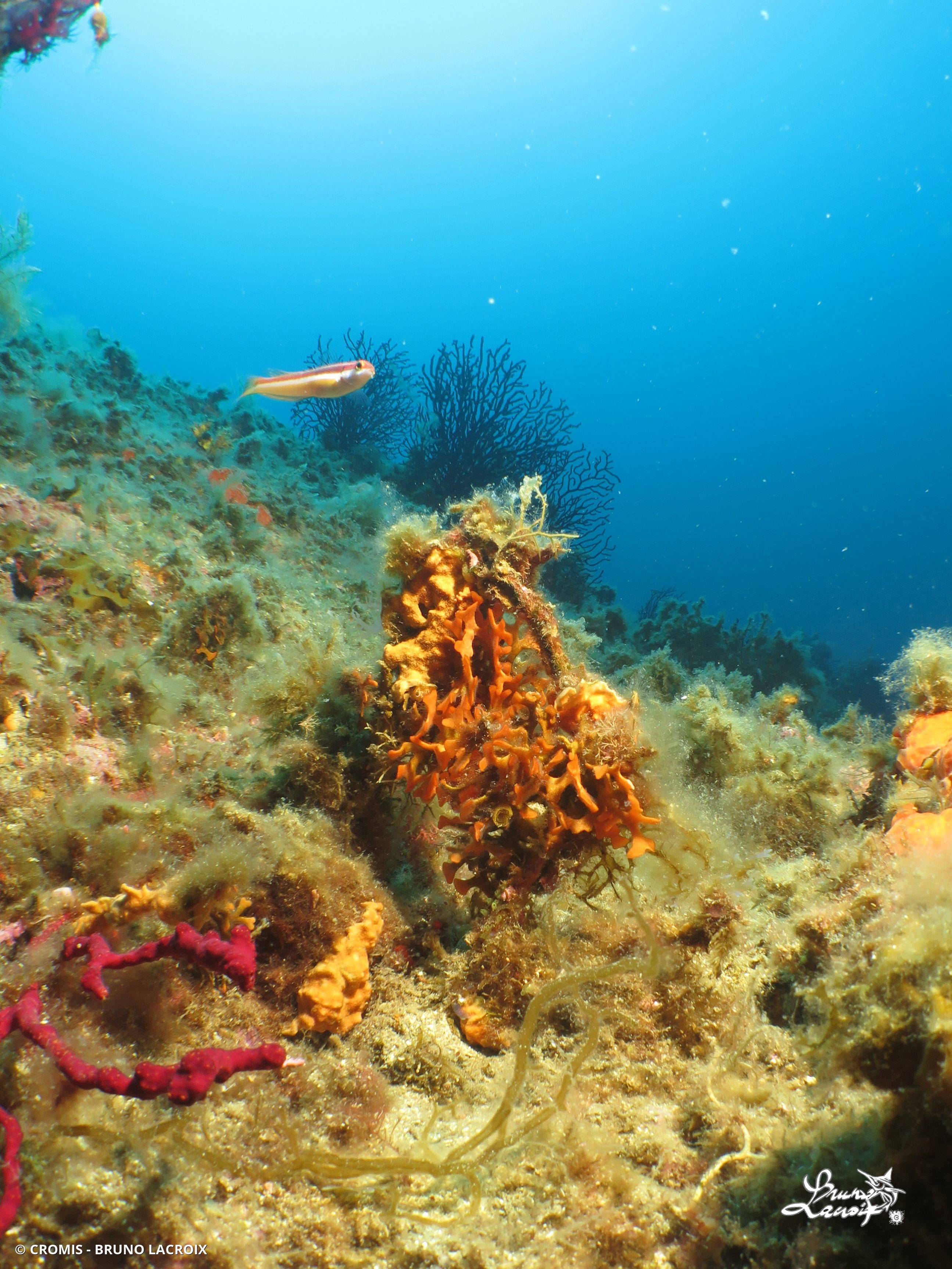 Bryozoaire bois de cerf