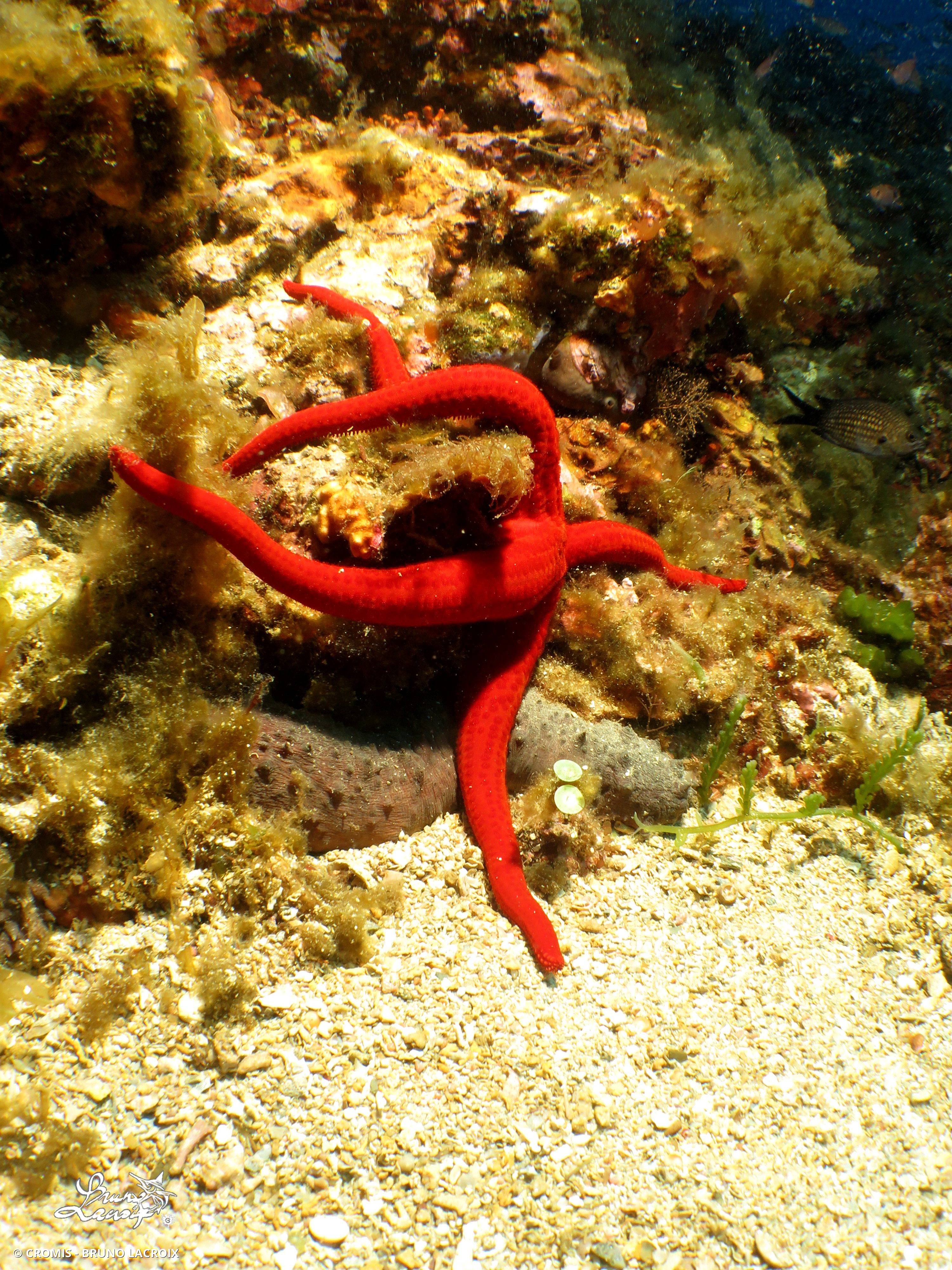 Etoile de mer lisse