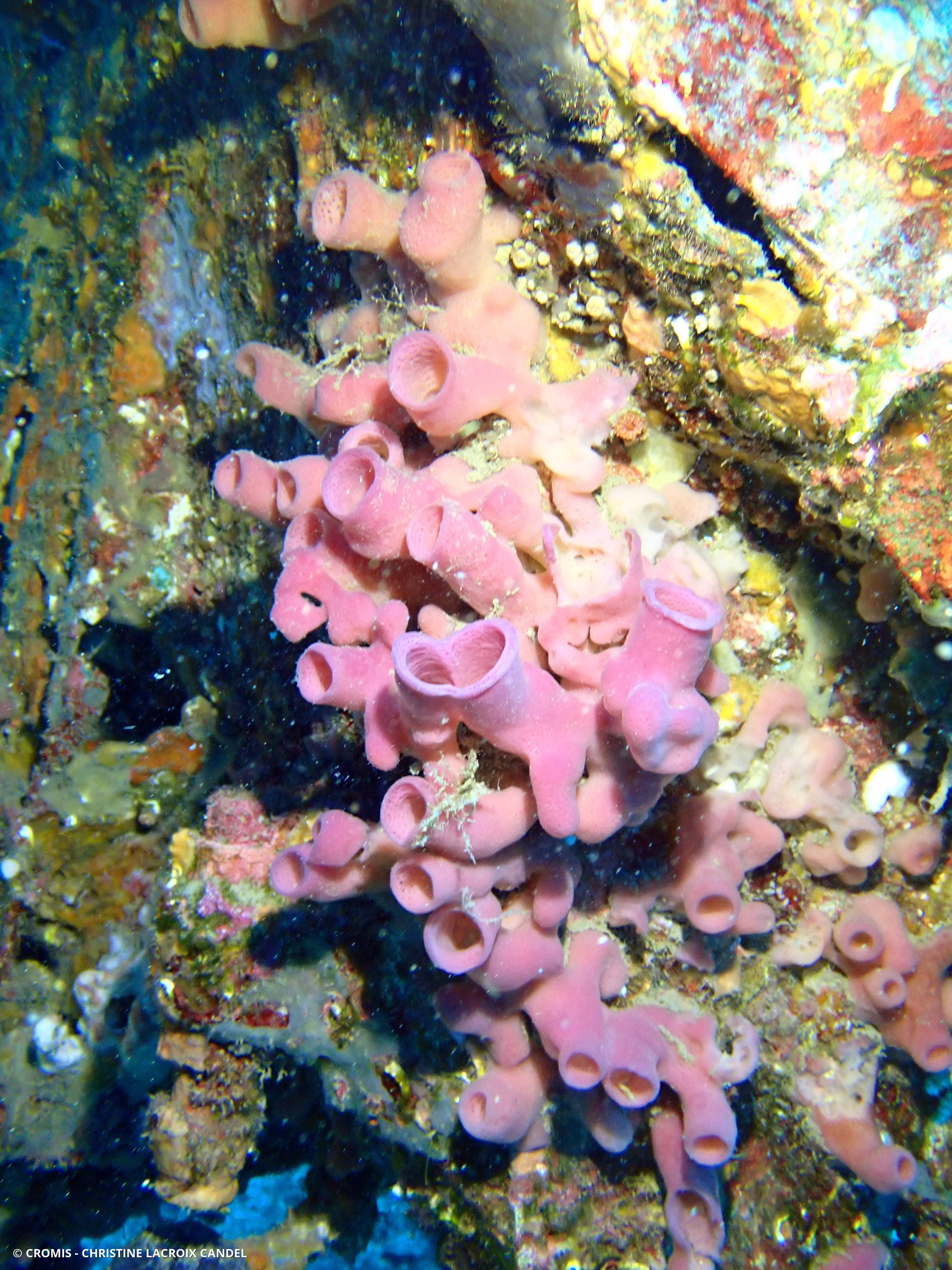 Eponge tubulaire rose