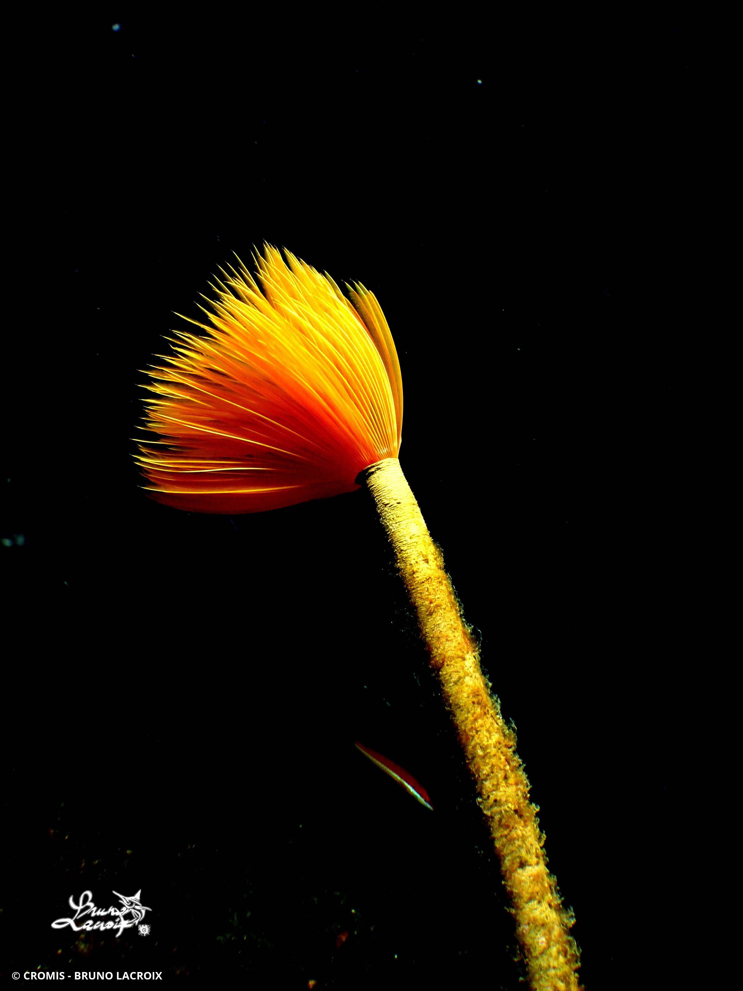Spirographe