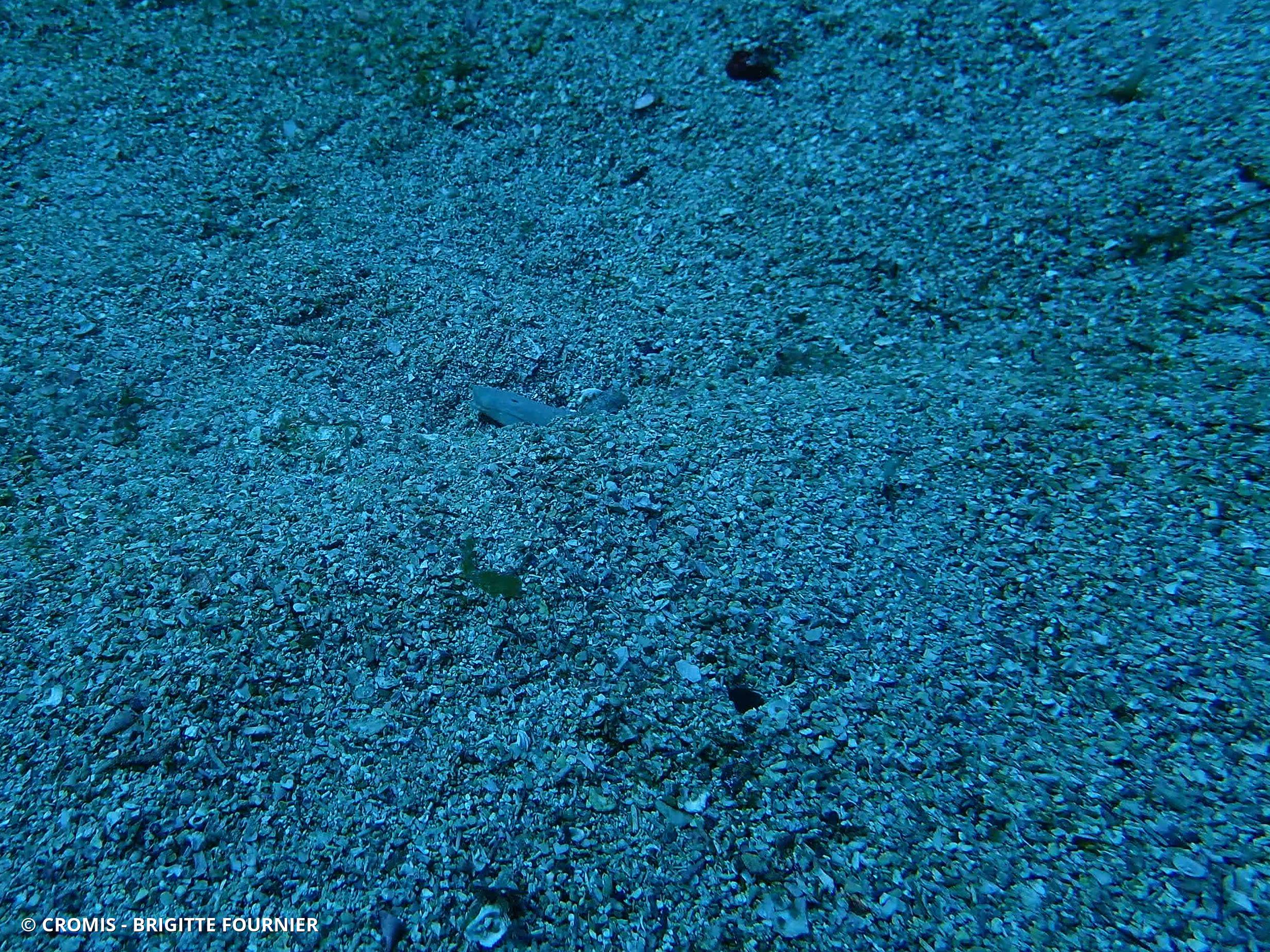 Serpenton à long nez