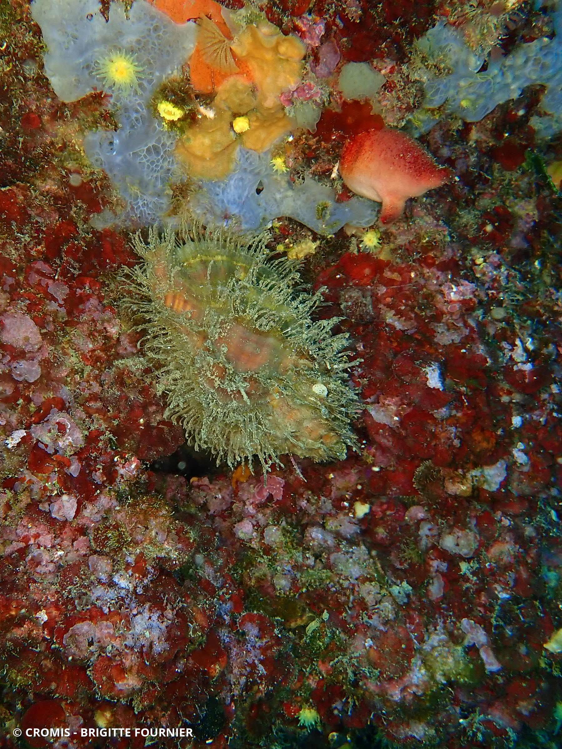 Triton de Naples