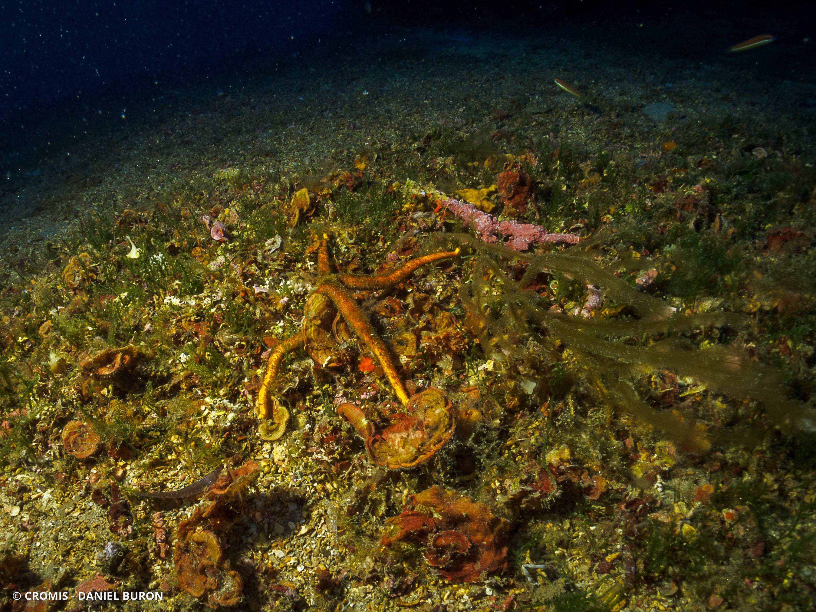 Etoile de mer aux longs bras