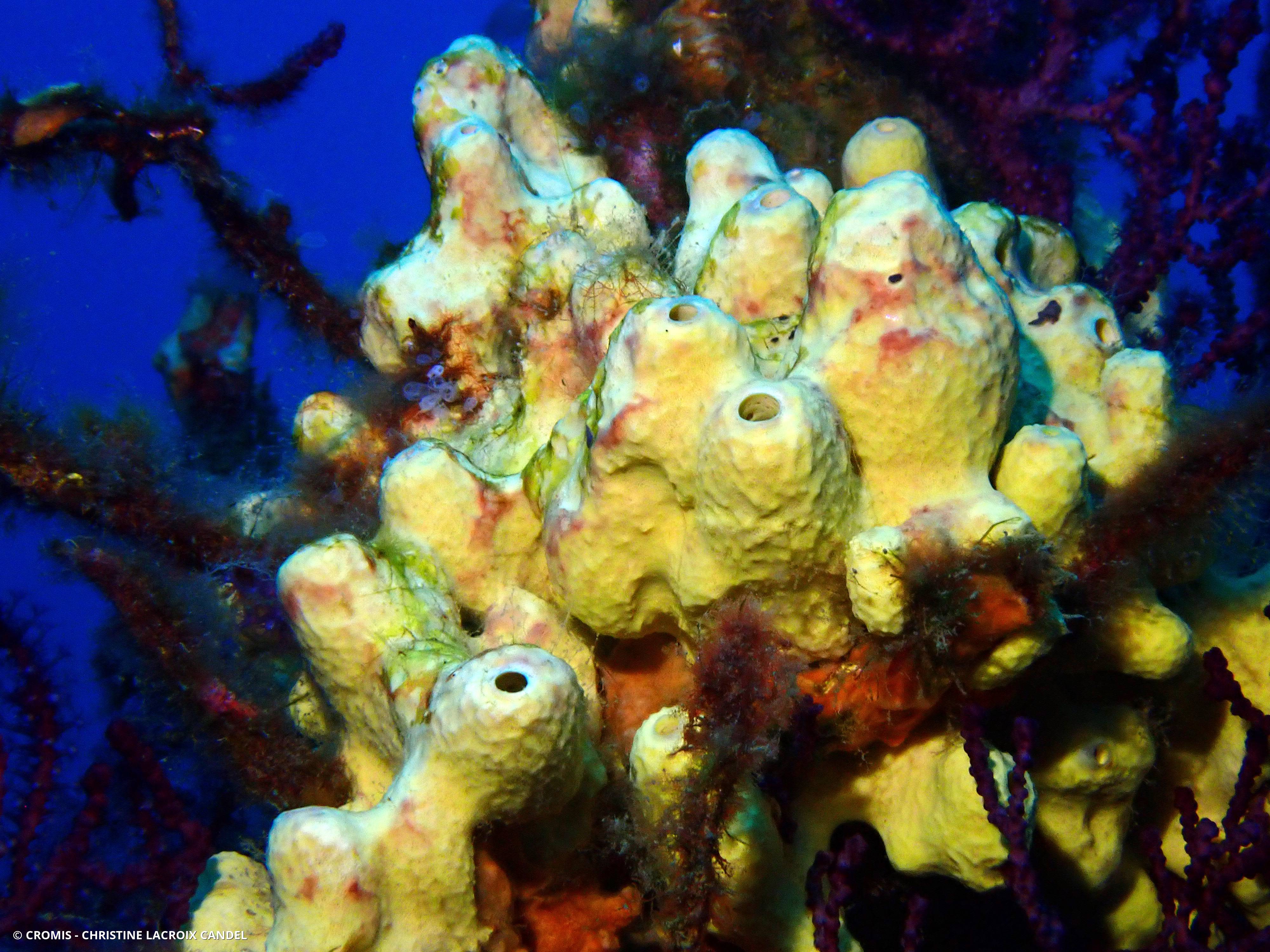 Eponge cavernicole jaune