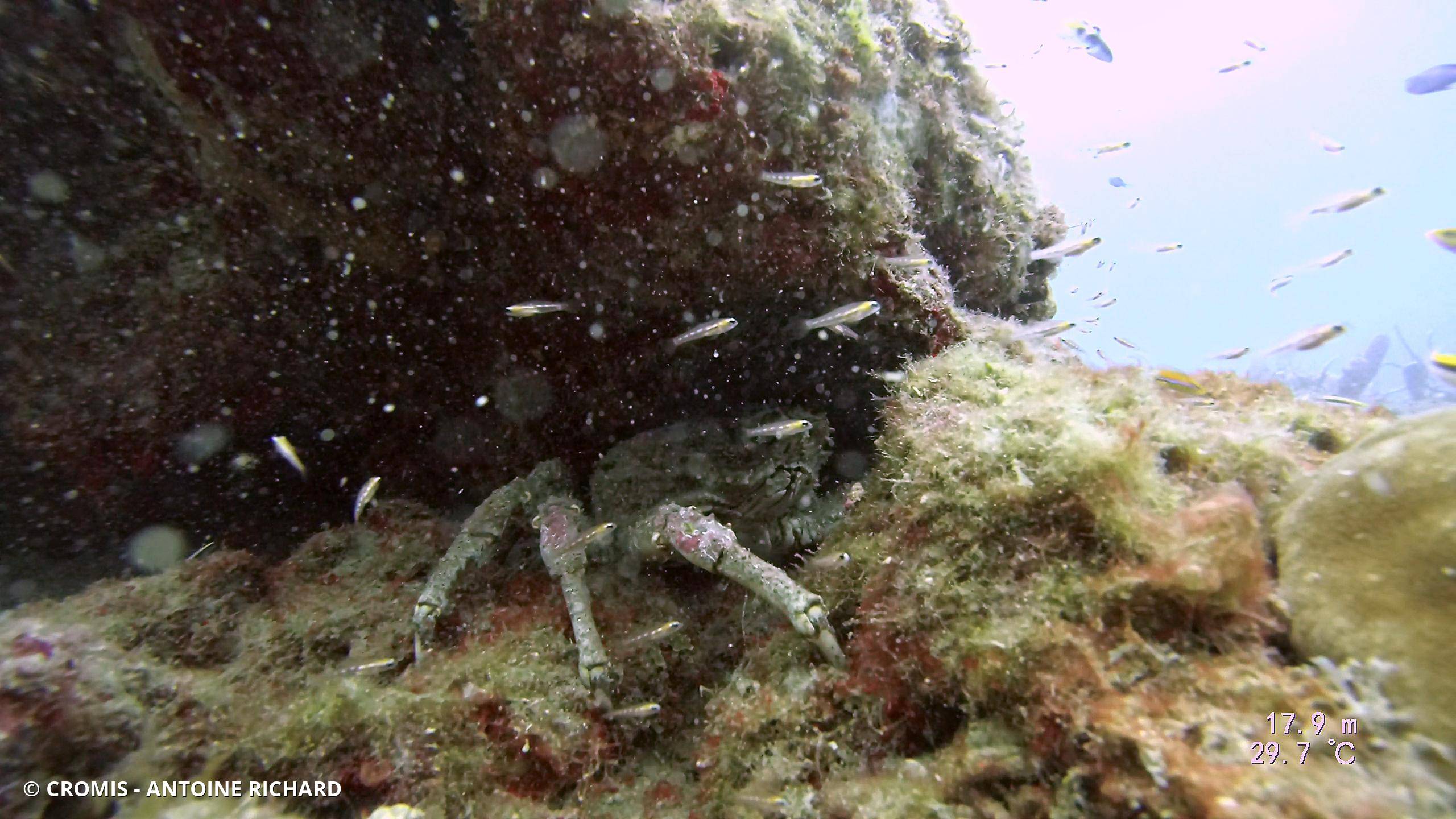 Araignée de mer verruqueuse