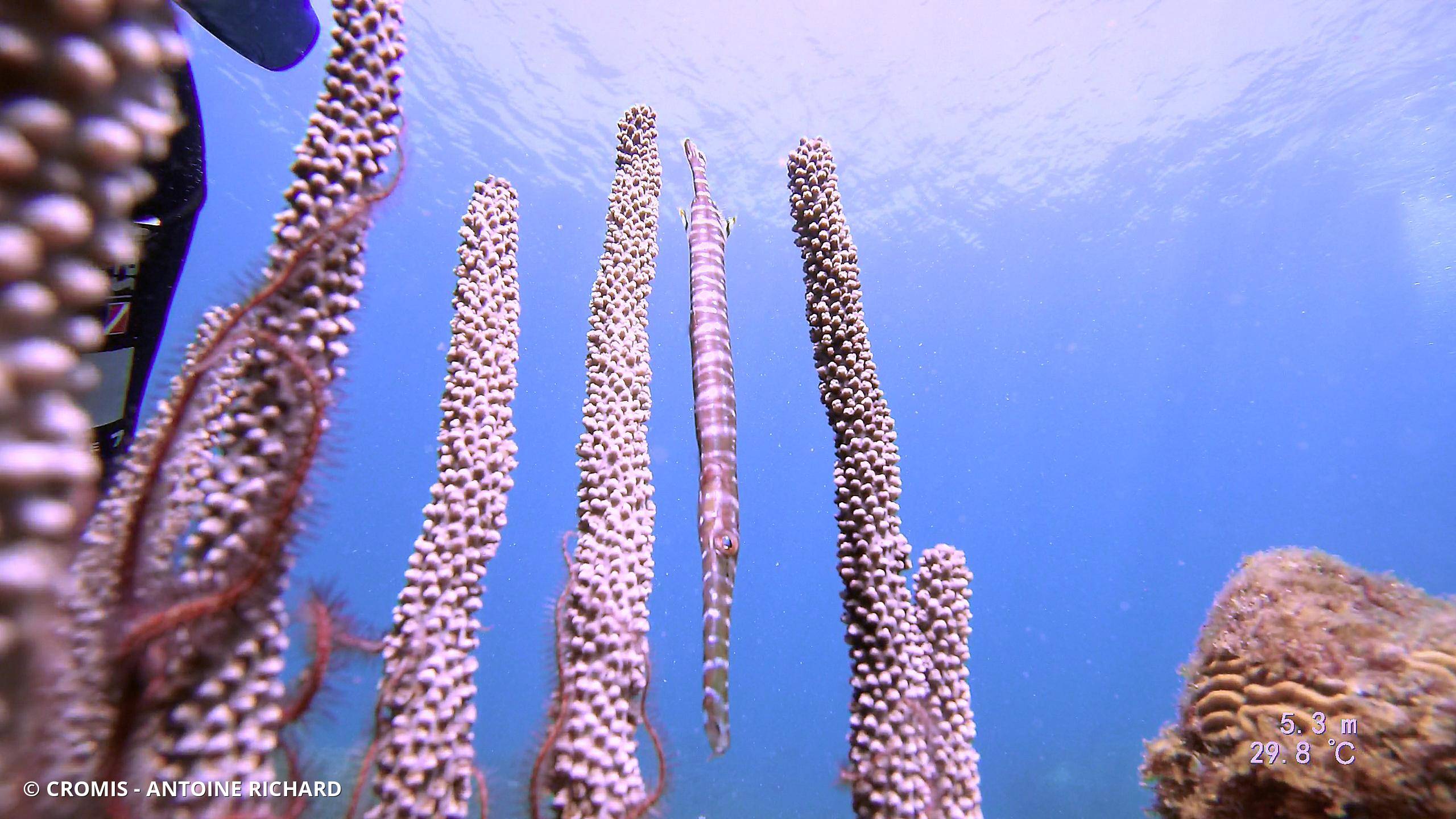 Poisson-trompette des Caraïbes