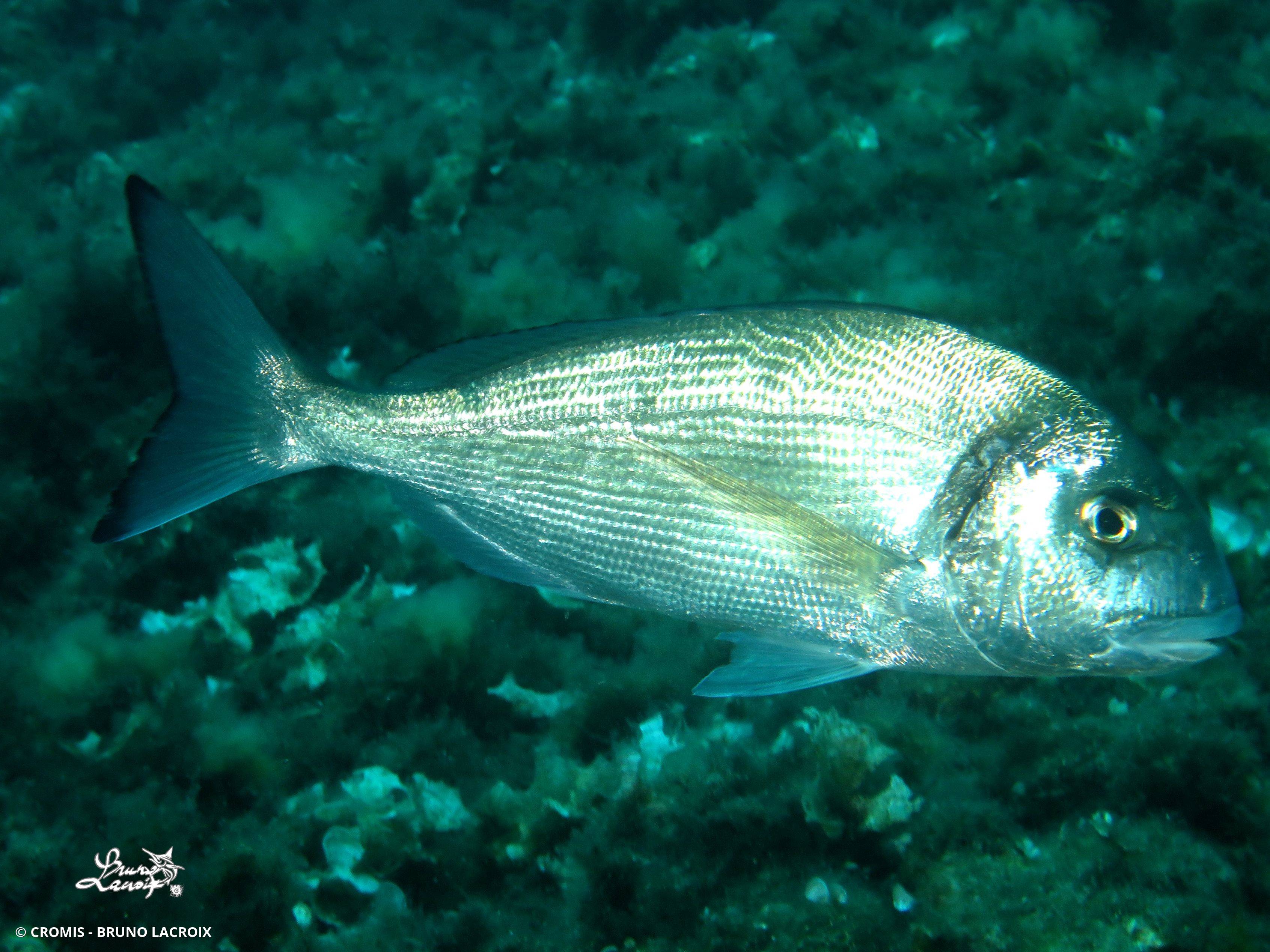 Dorade (daurade) royale
