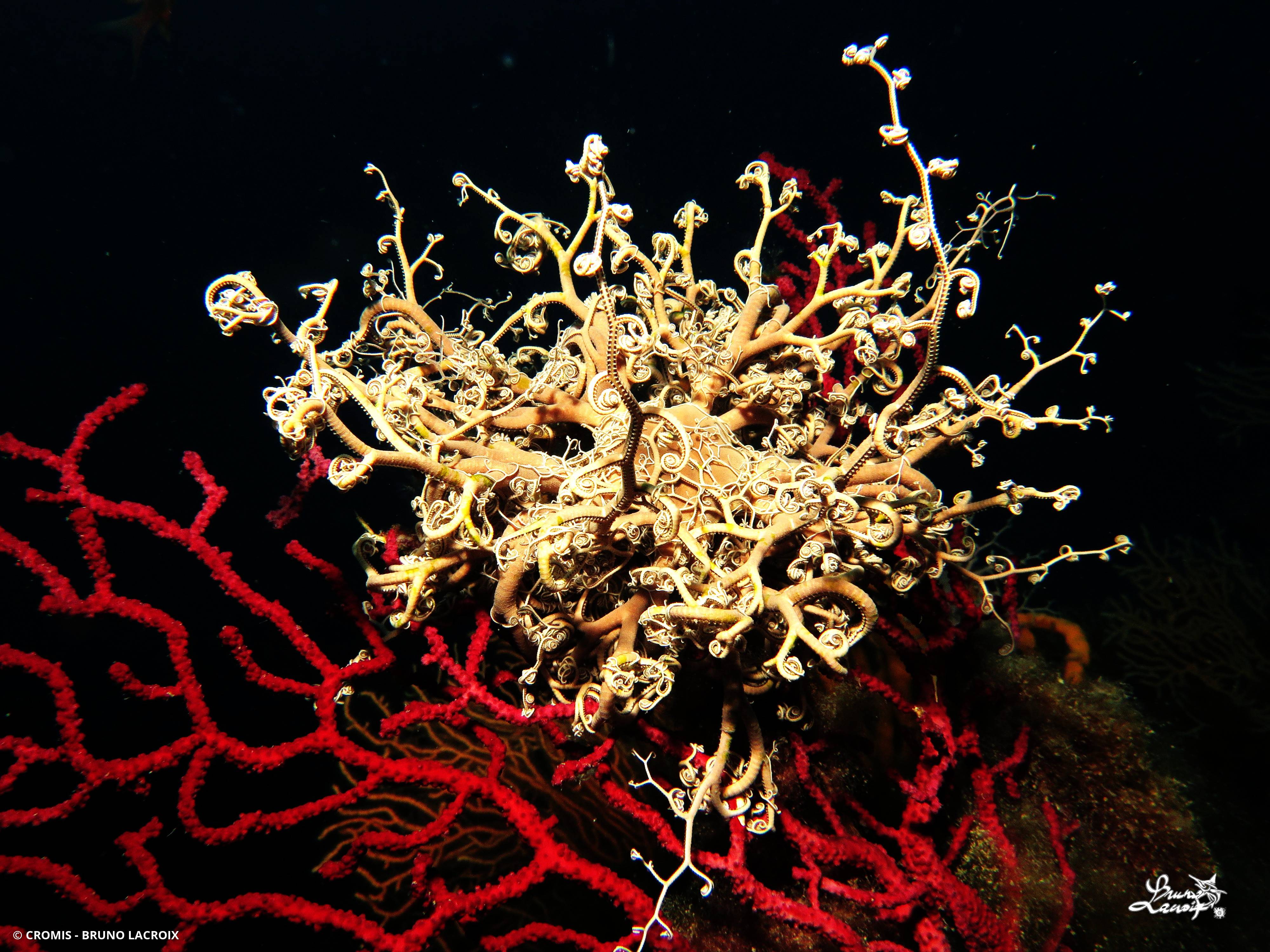 Gorgonocéphale