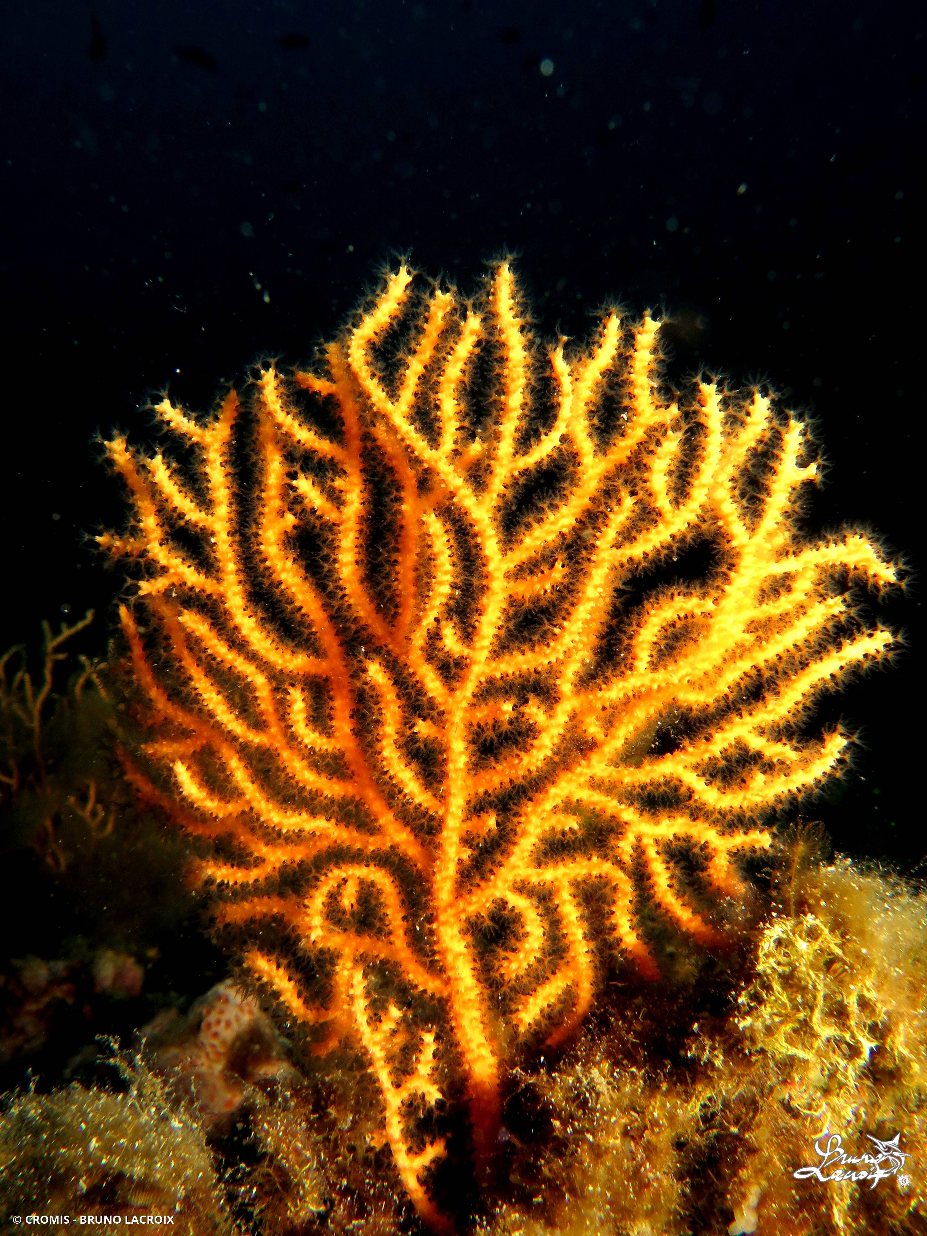 Gorgone jaune