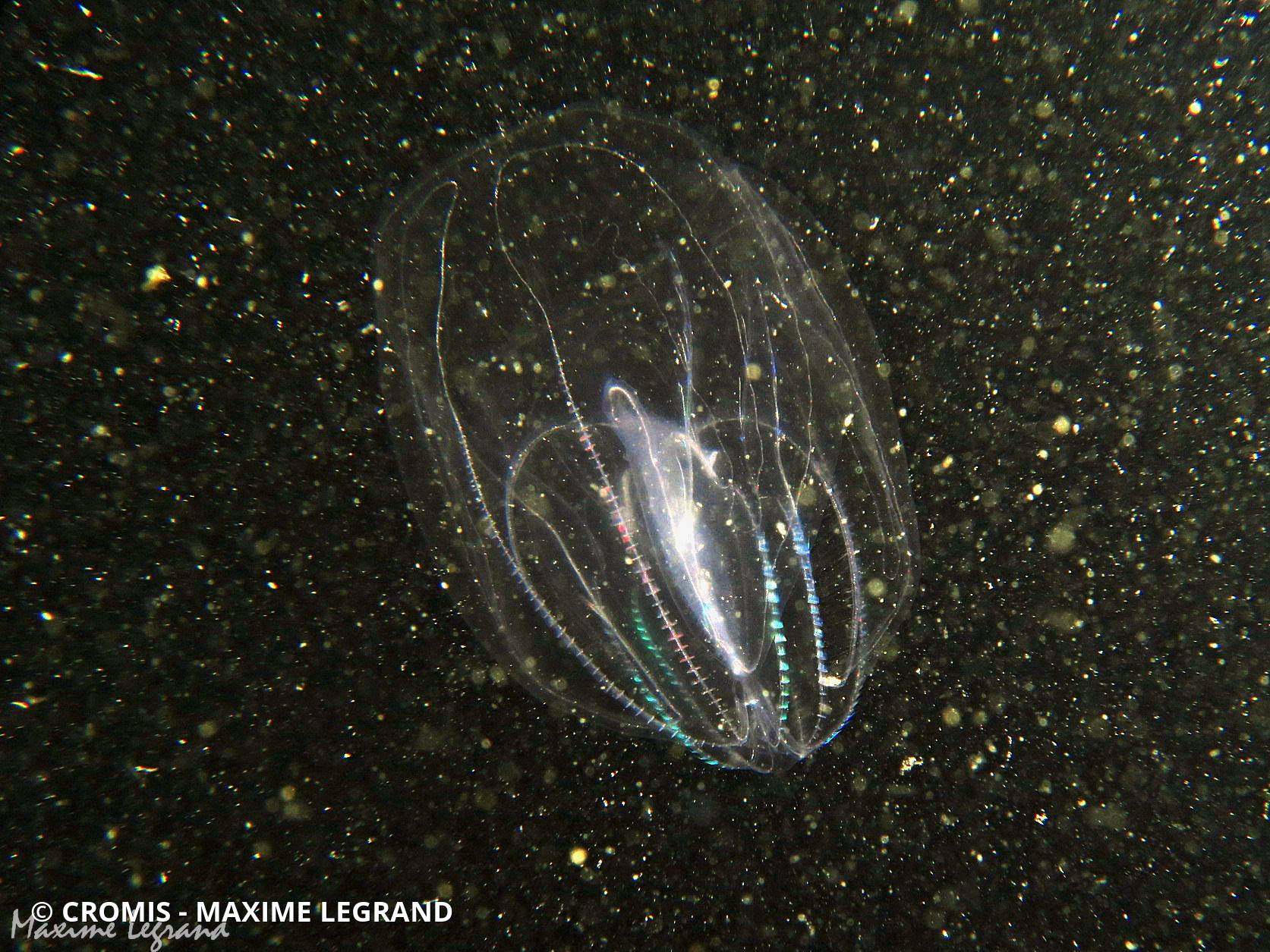Bolinopsis