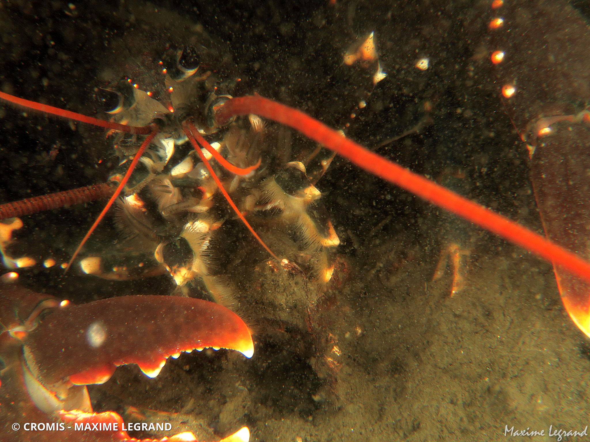 Homard européen