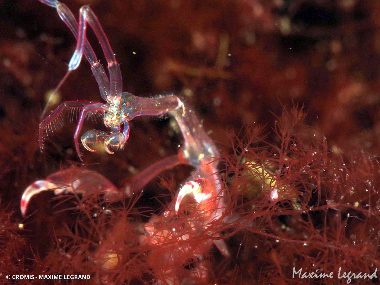 Caprelle japonaise