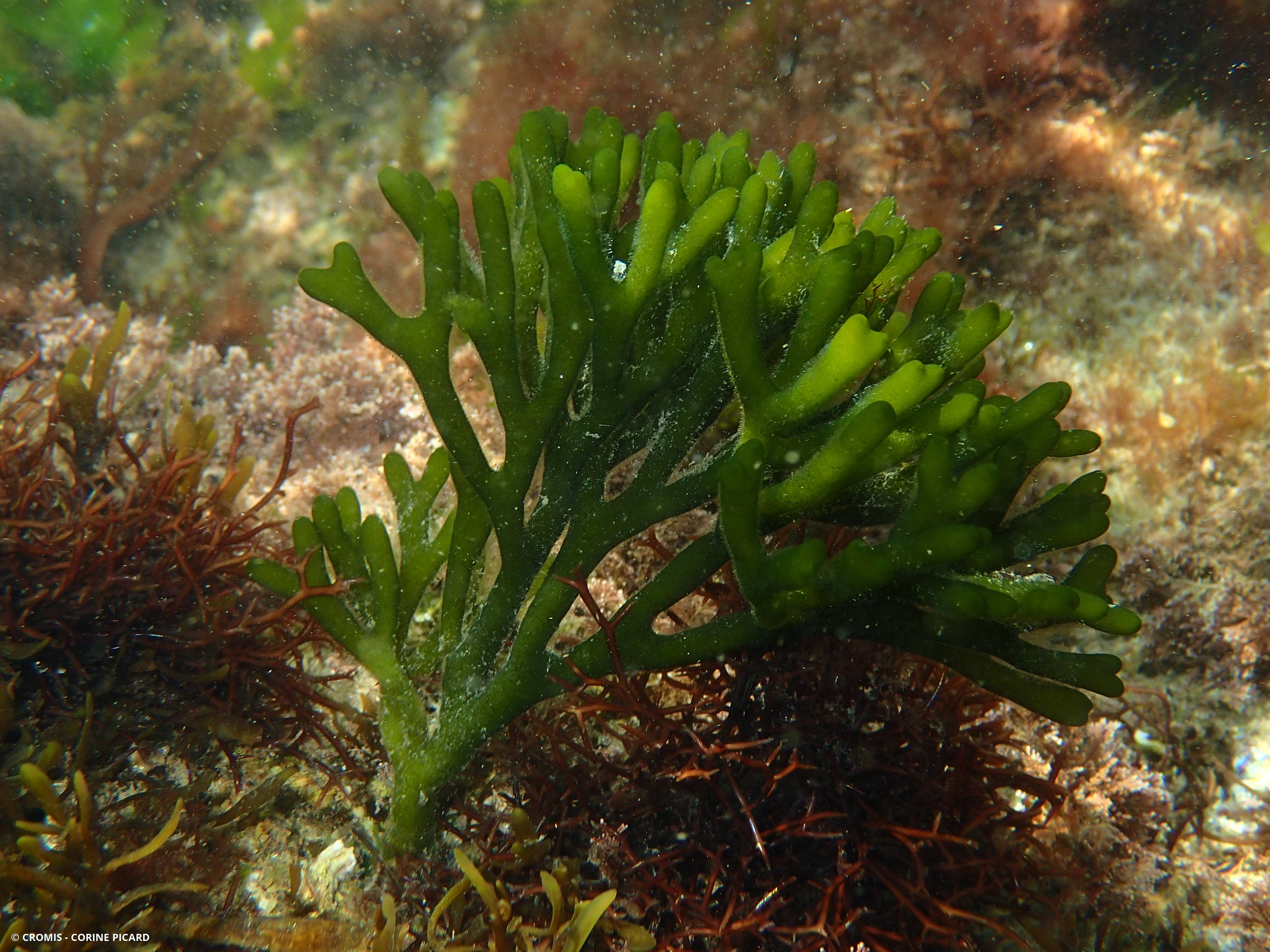 Codium fragile
