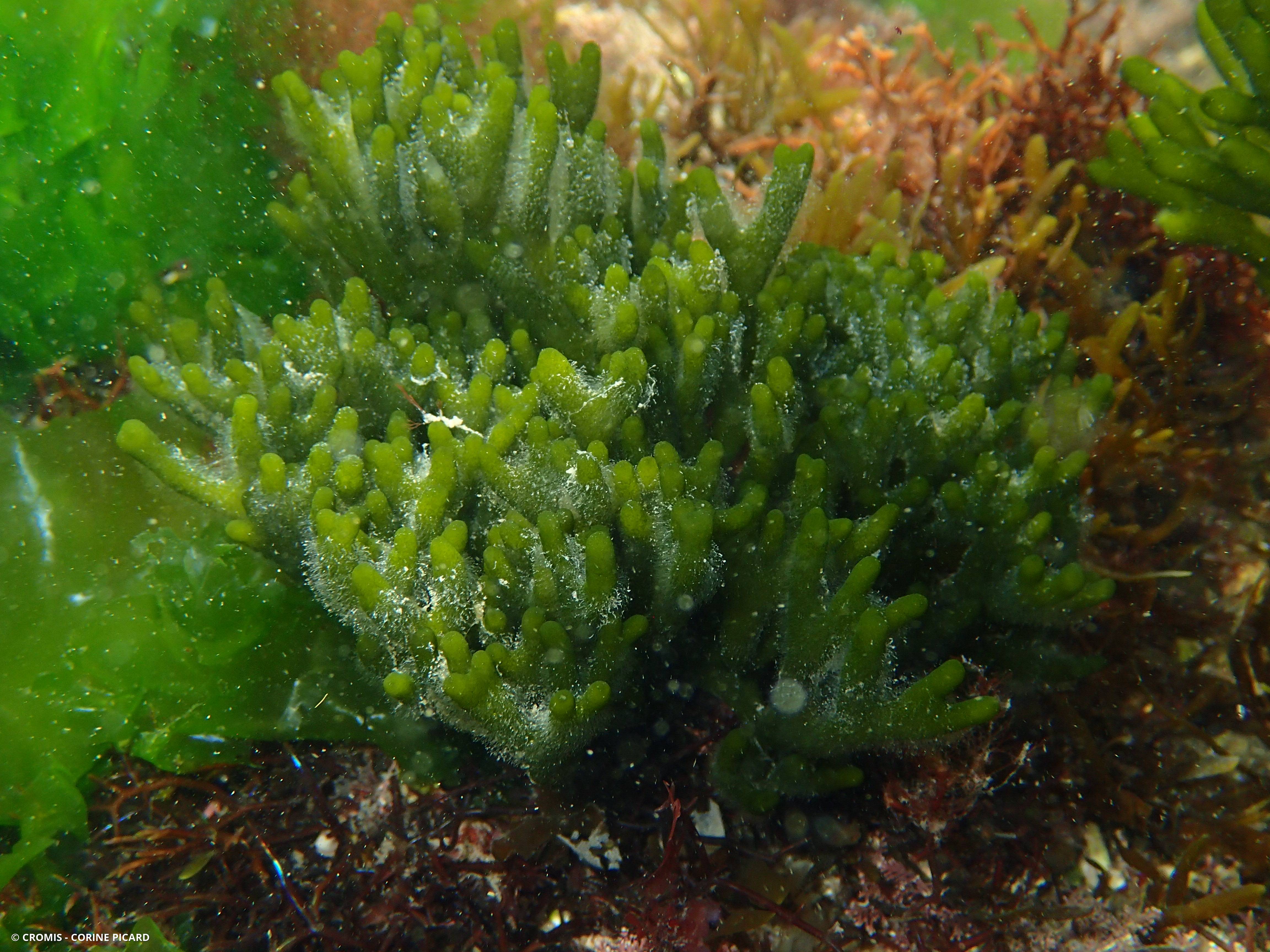 Codium fragile