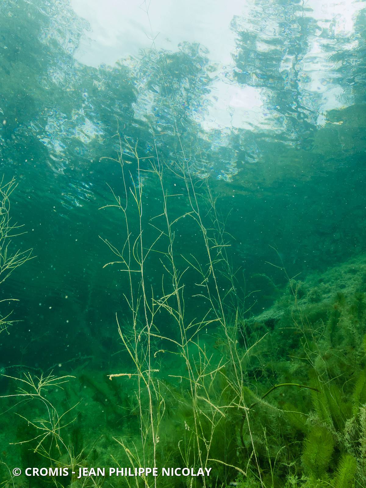 Potamot de Berchtold