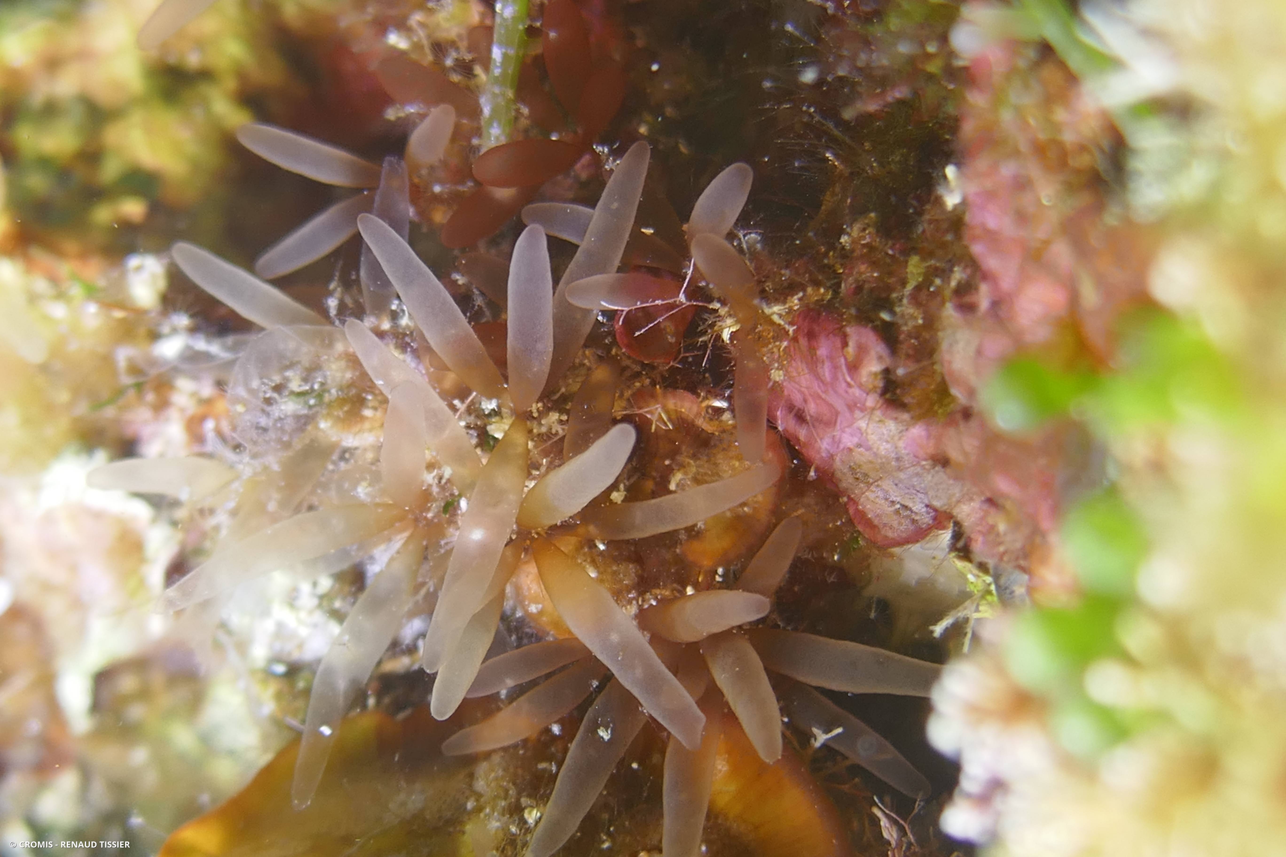 Botryocladia chiajeana