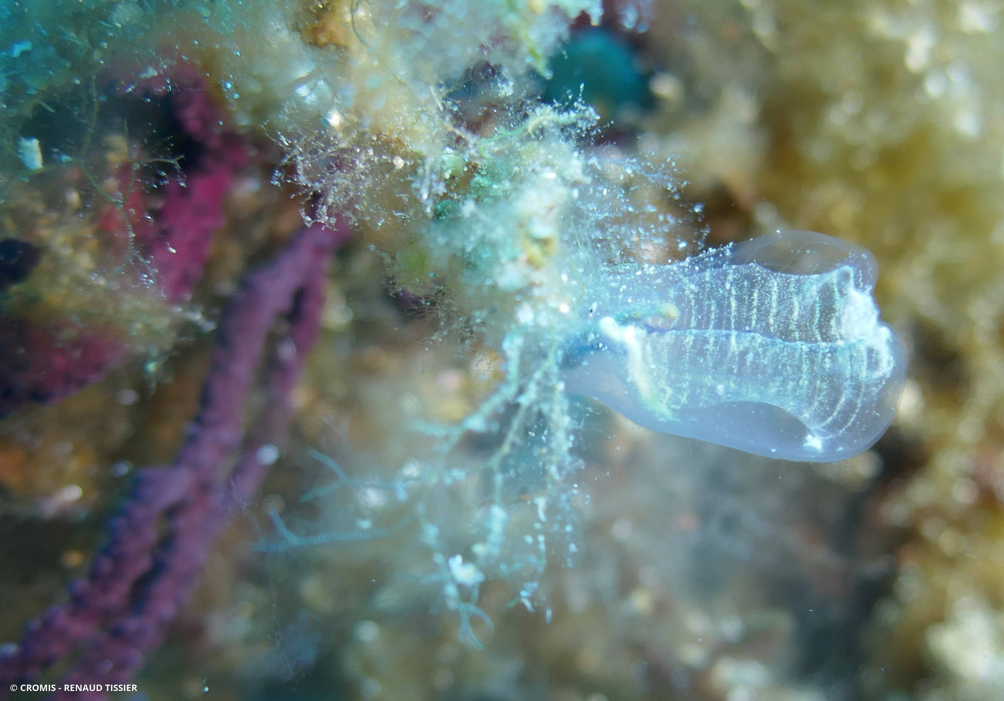 Claveline bleutée de Méditerranée