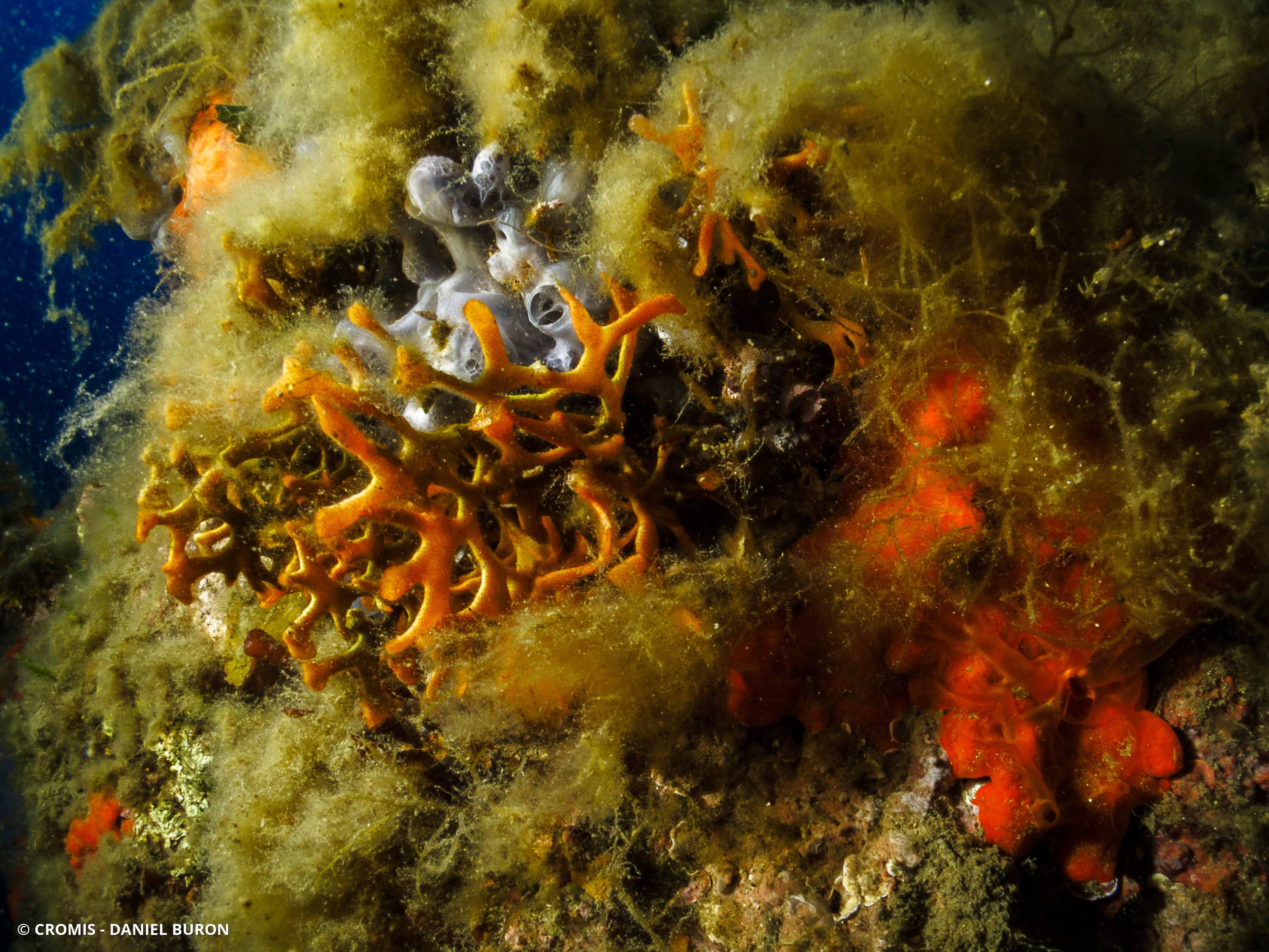 Bryozoaire bois de cerf
